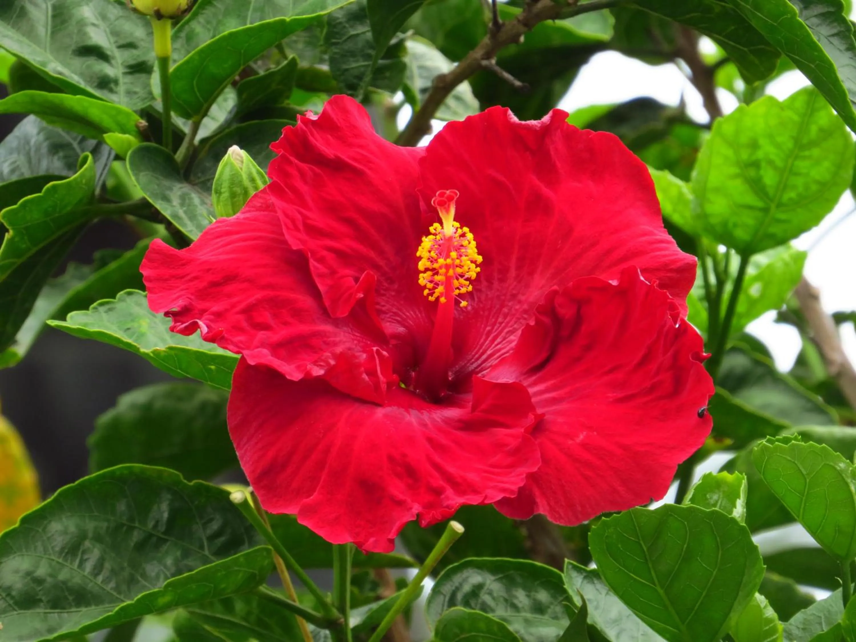 Garden in Hotel Ladera