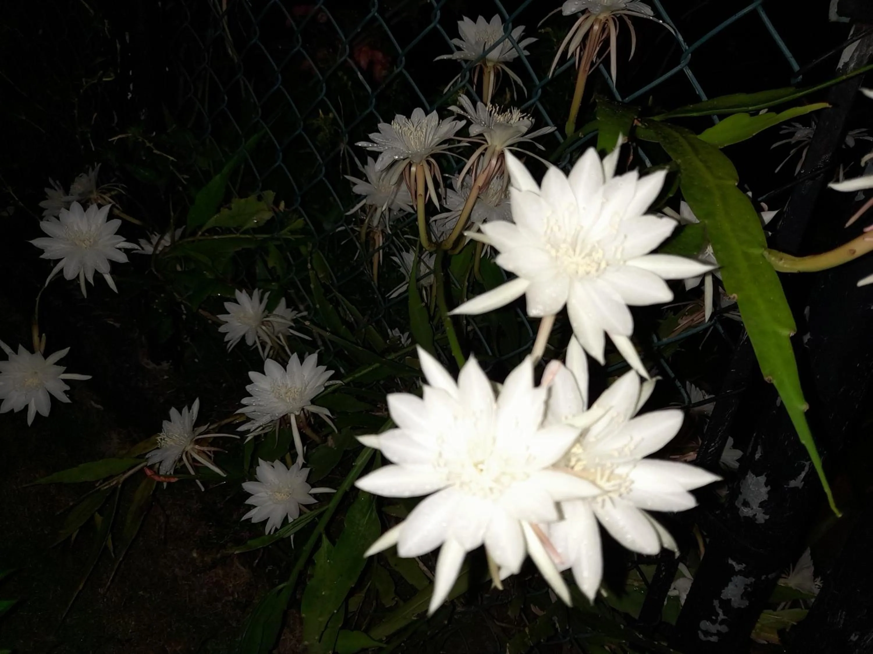 Garden in Neita's Nest