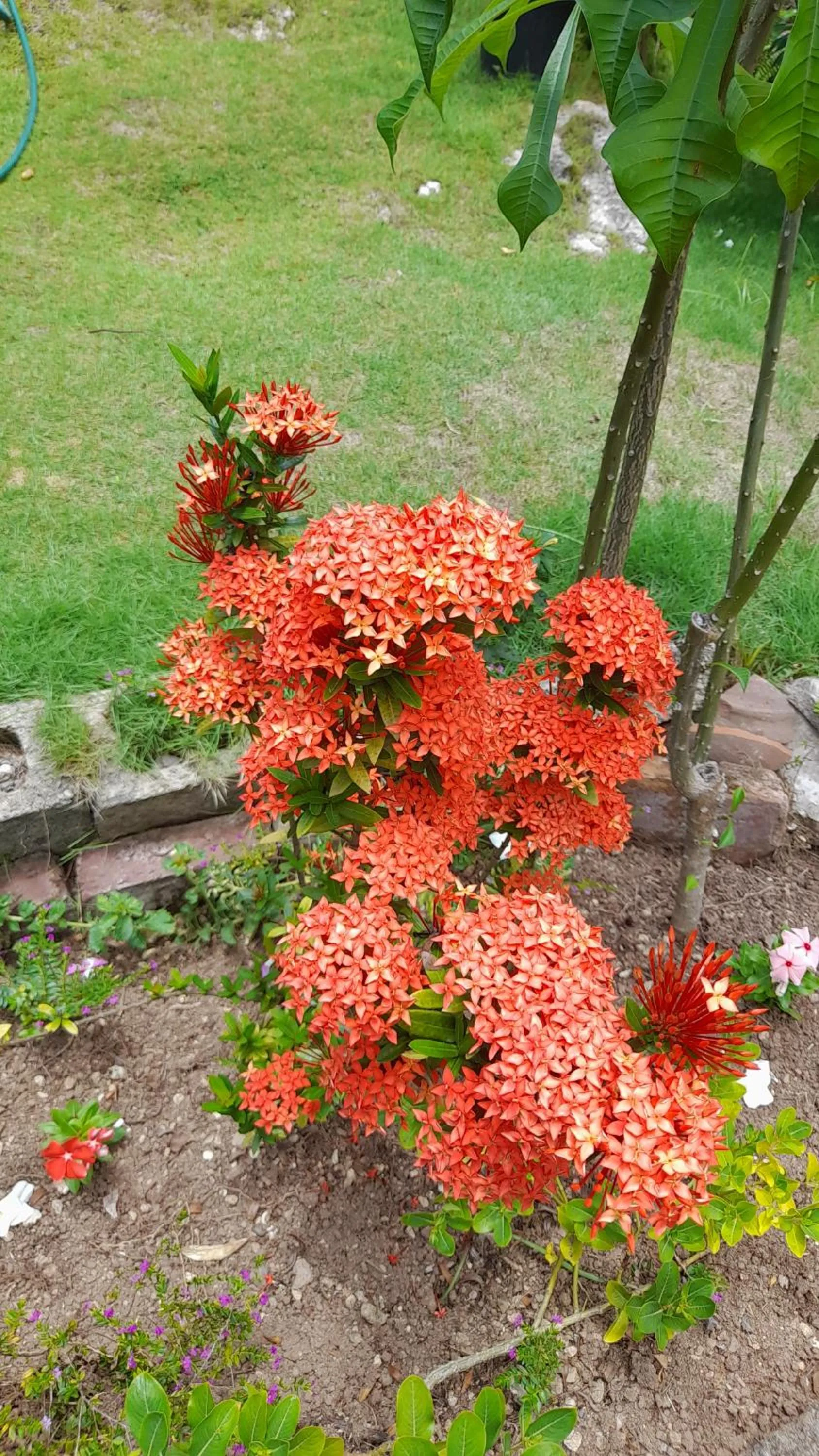 Garden in Neita's Nest