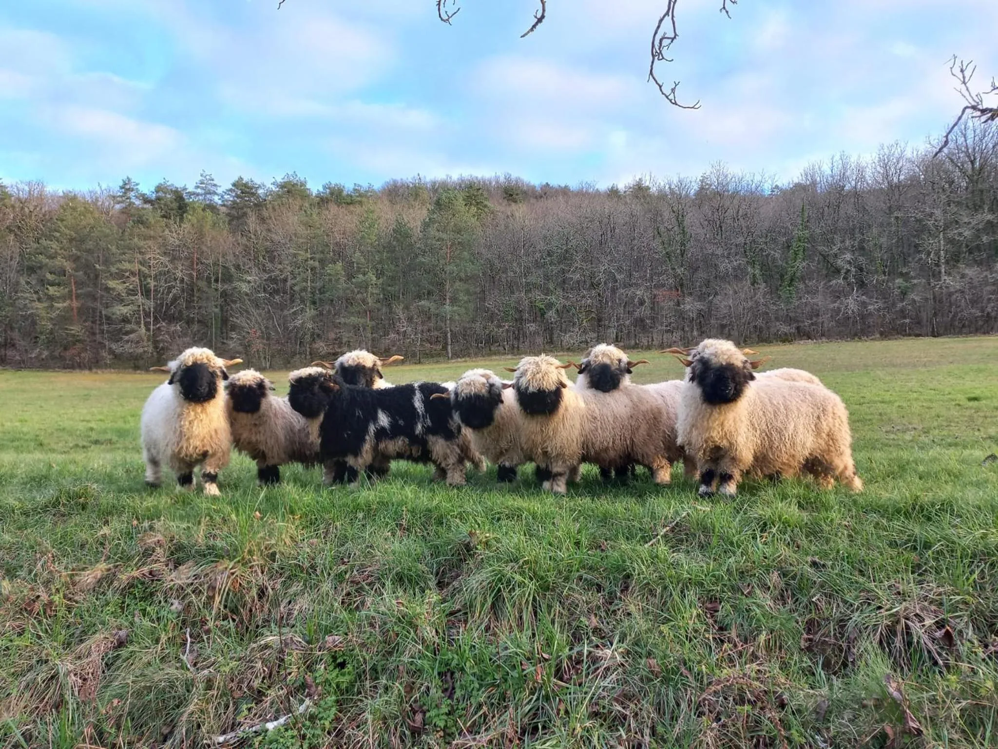 Animals in Ferme des Petites Oreilles 4 étoiles