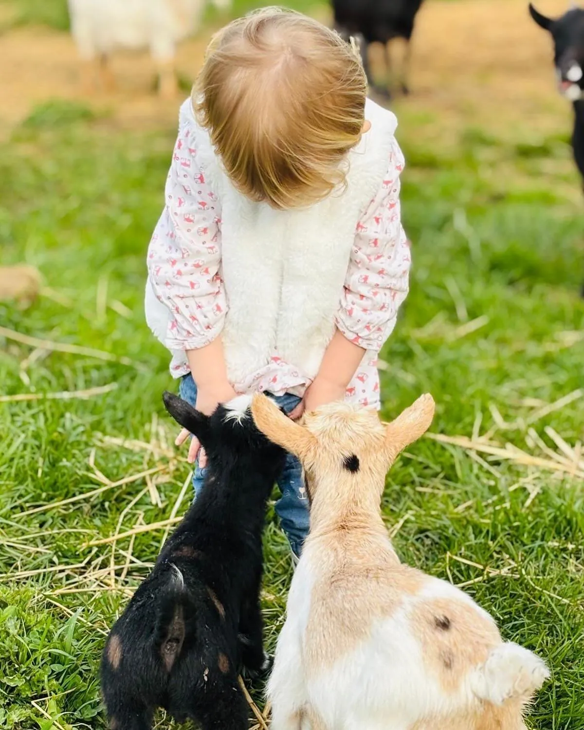 Day in Ferme des Petites Oreilles 4 étoiles