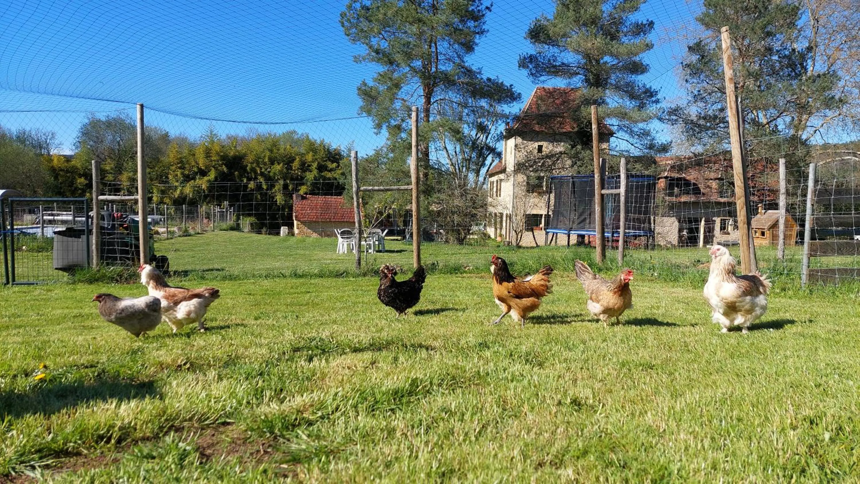 Animals in Ferme des Petites Oreilles 4 étoiles