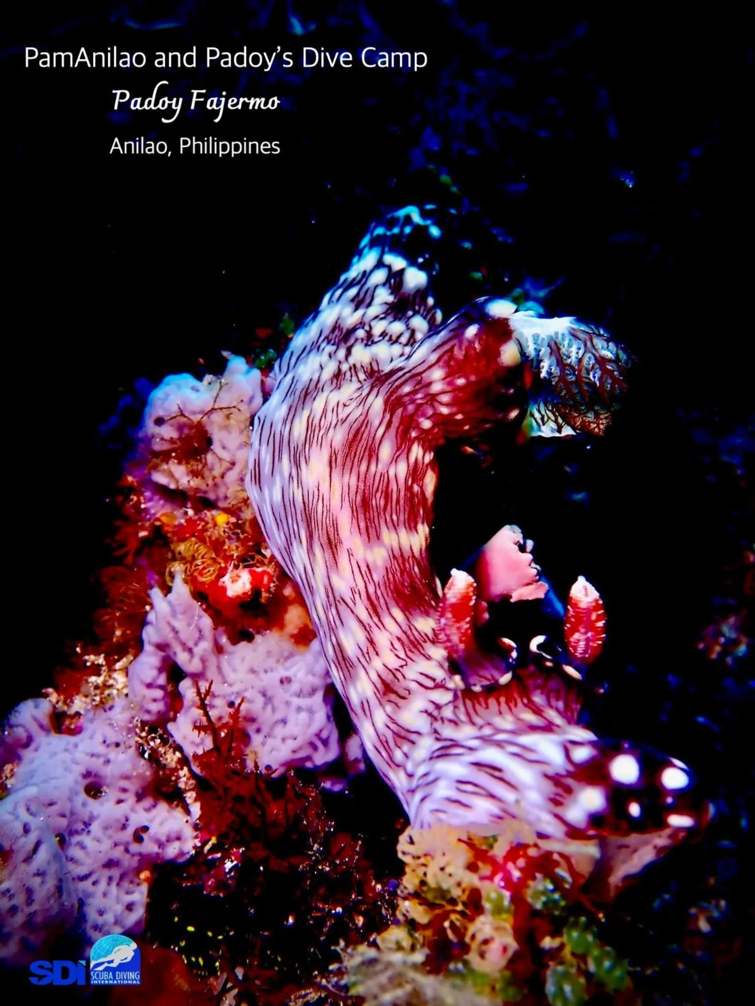 PamAnilao and Padoy's Dive Camp