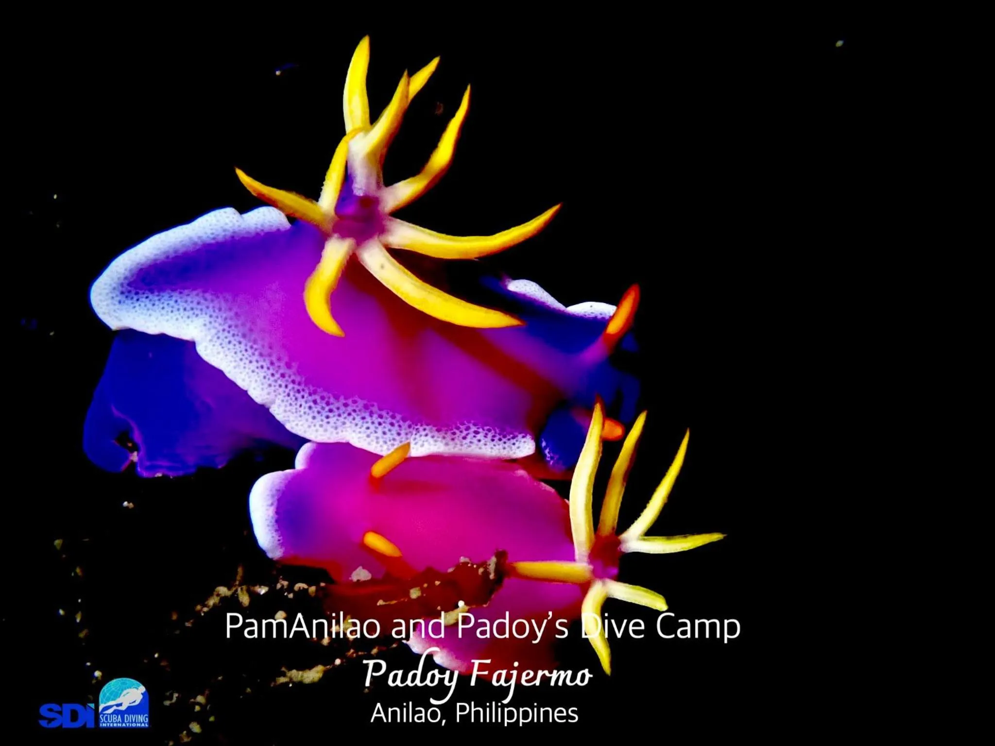 PamAnilao and Padoy's Dive Camp