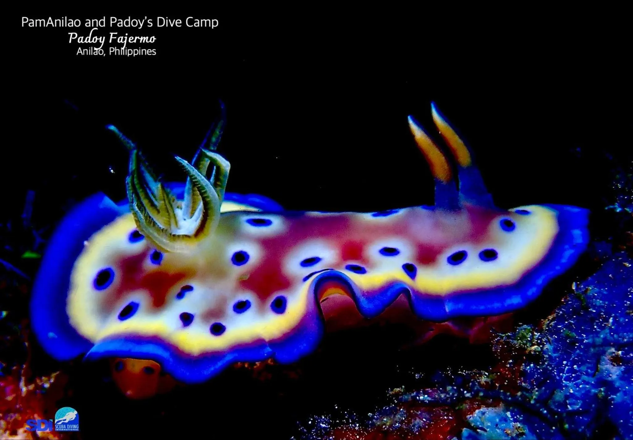 PamAnilao and Padoy's Dive Camp