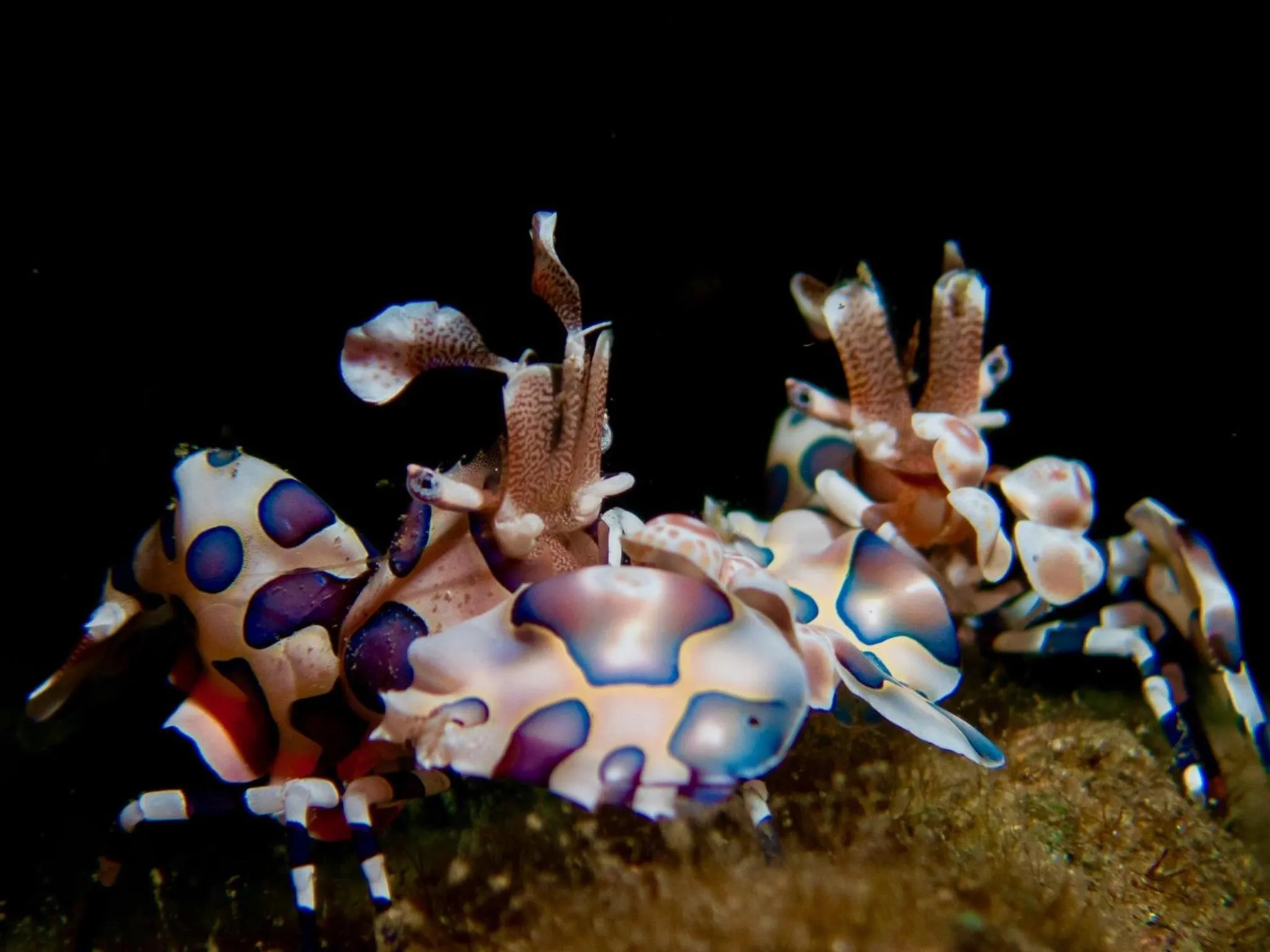 PamAnilao and Padoy's Dive Camp