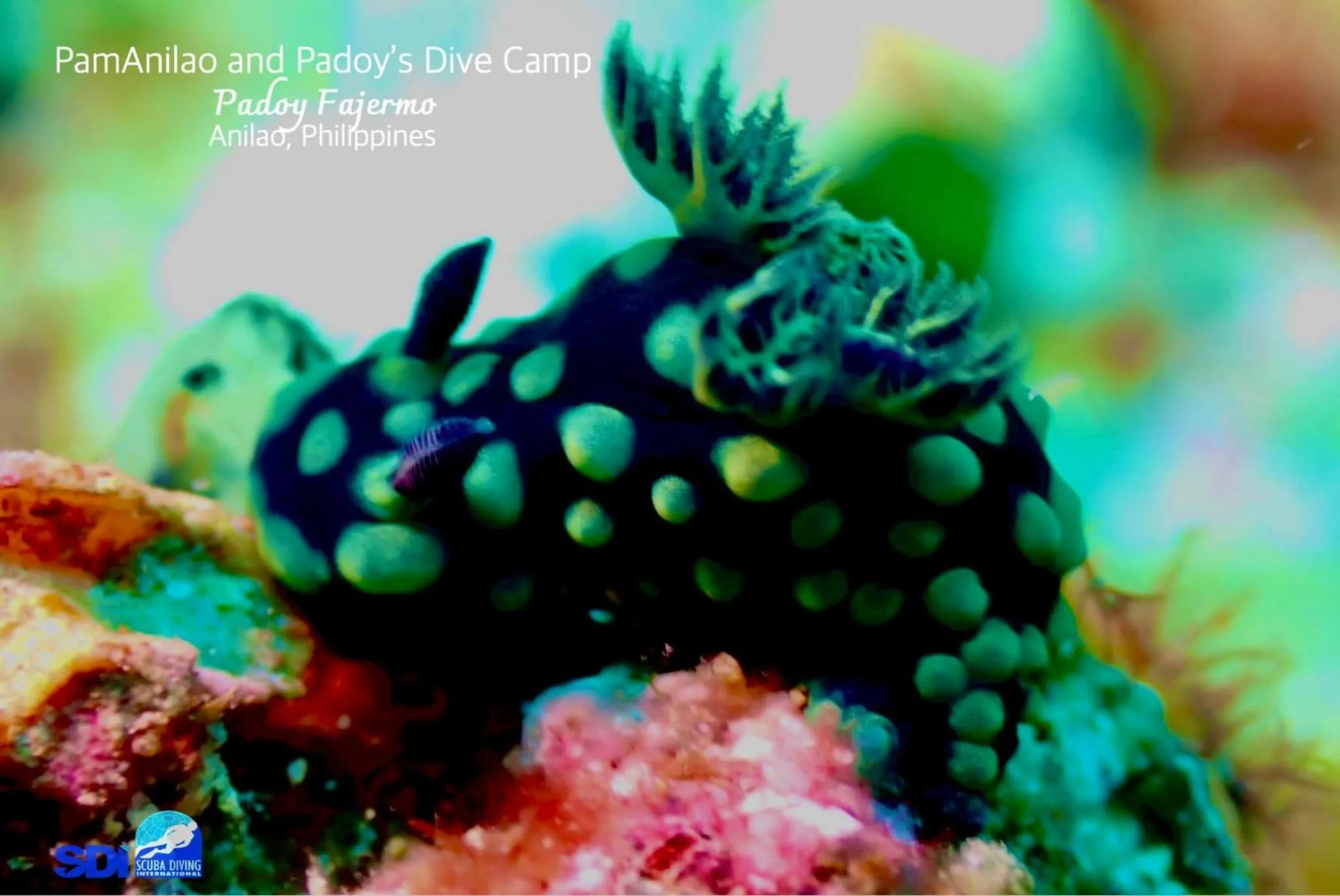 PamAnilao and Padoy's Dive Camp