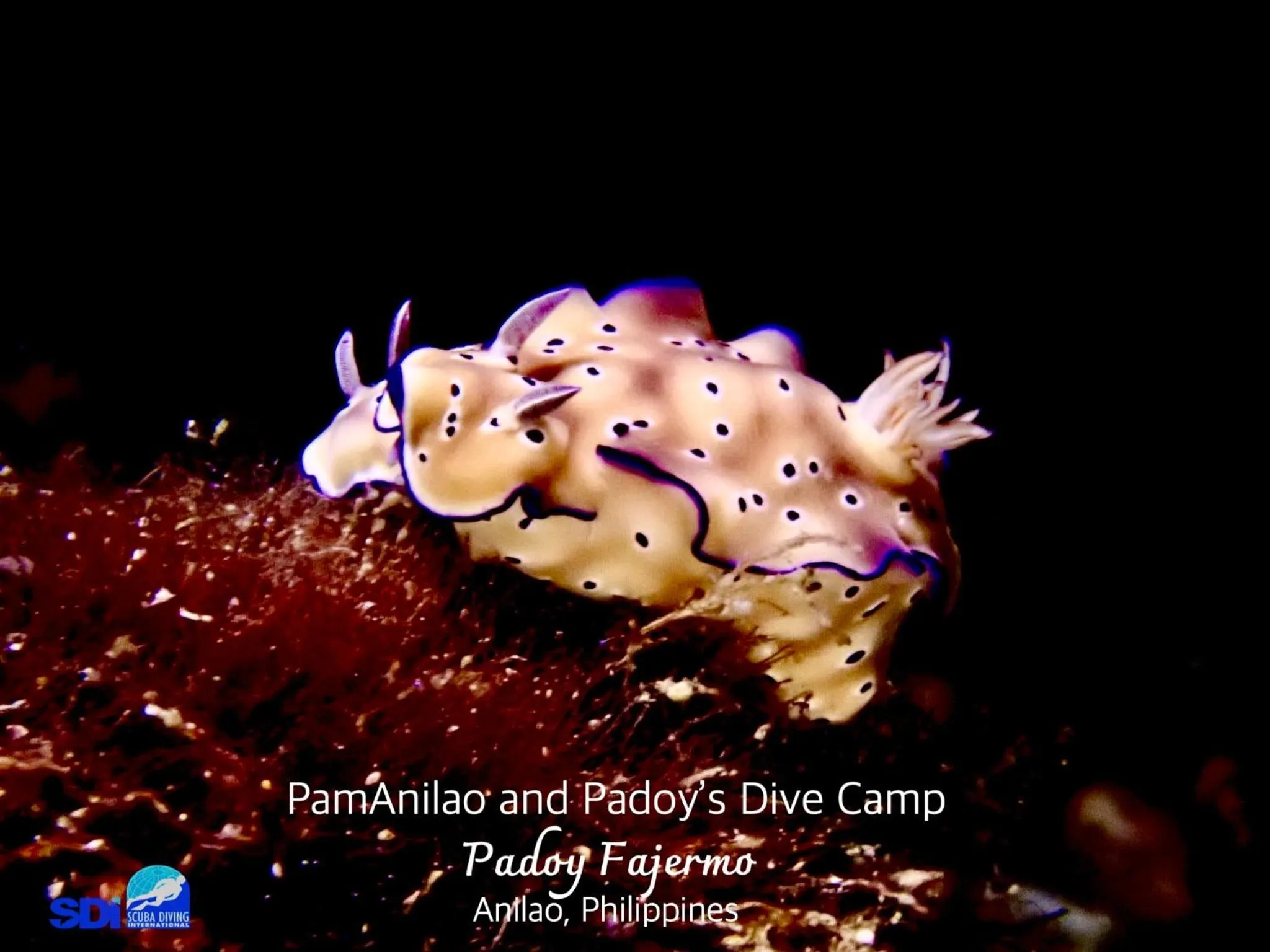 PamAnilao and Padoy's Dive Camp