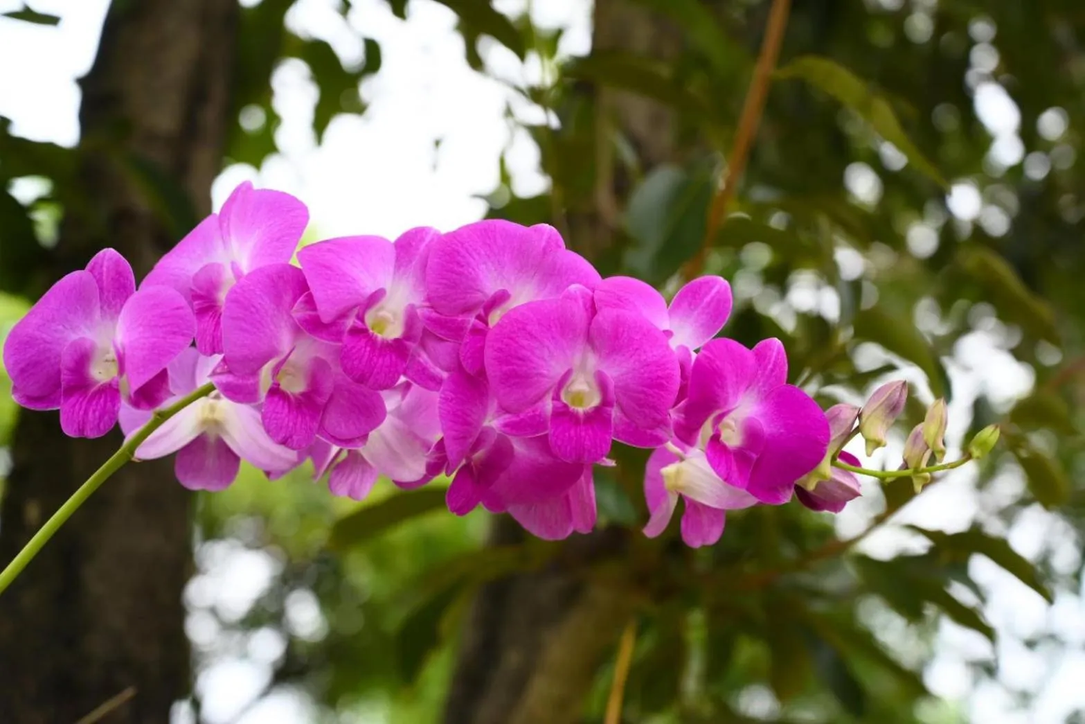 Garden in Baan Nern Khao Resort Pattaya
