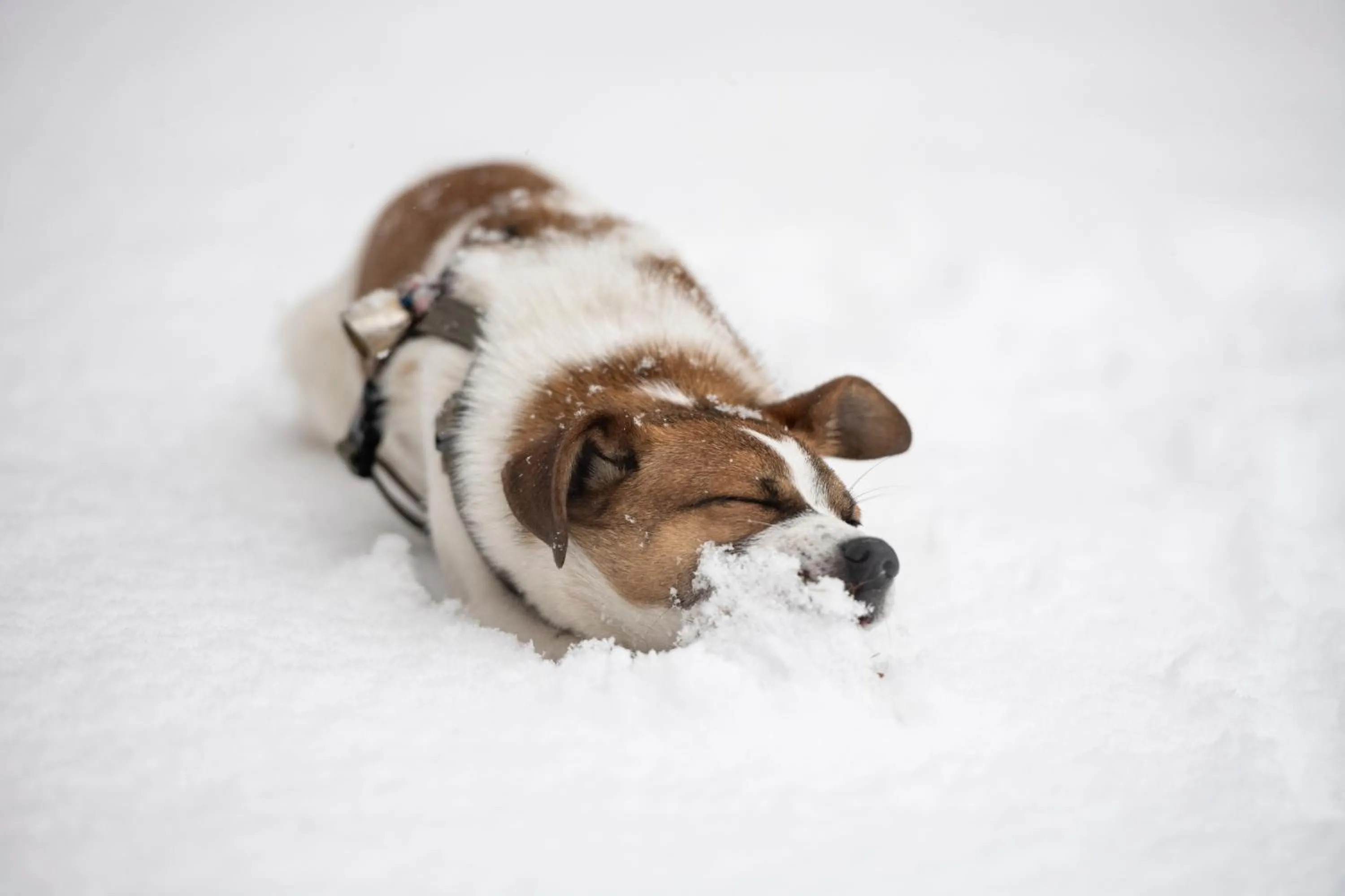 IDUEVAGAMONDI - Ospitalità Rurale Famigliare di Montagna