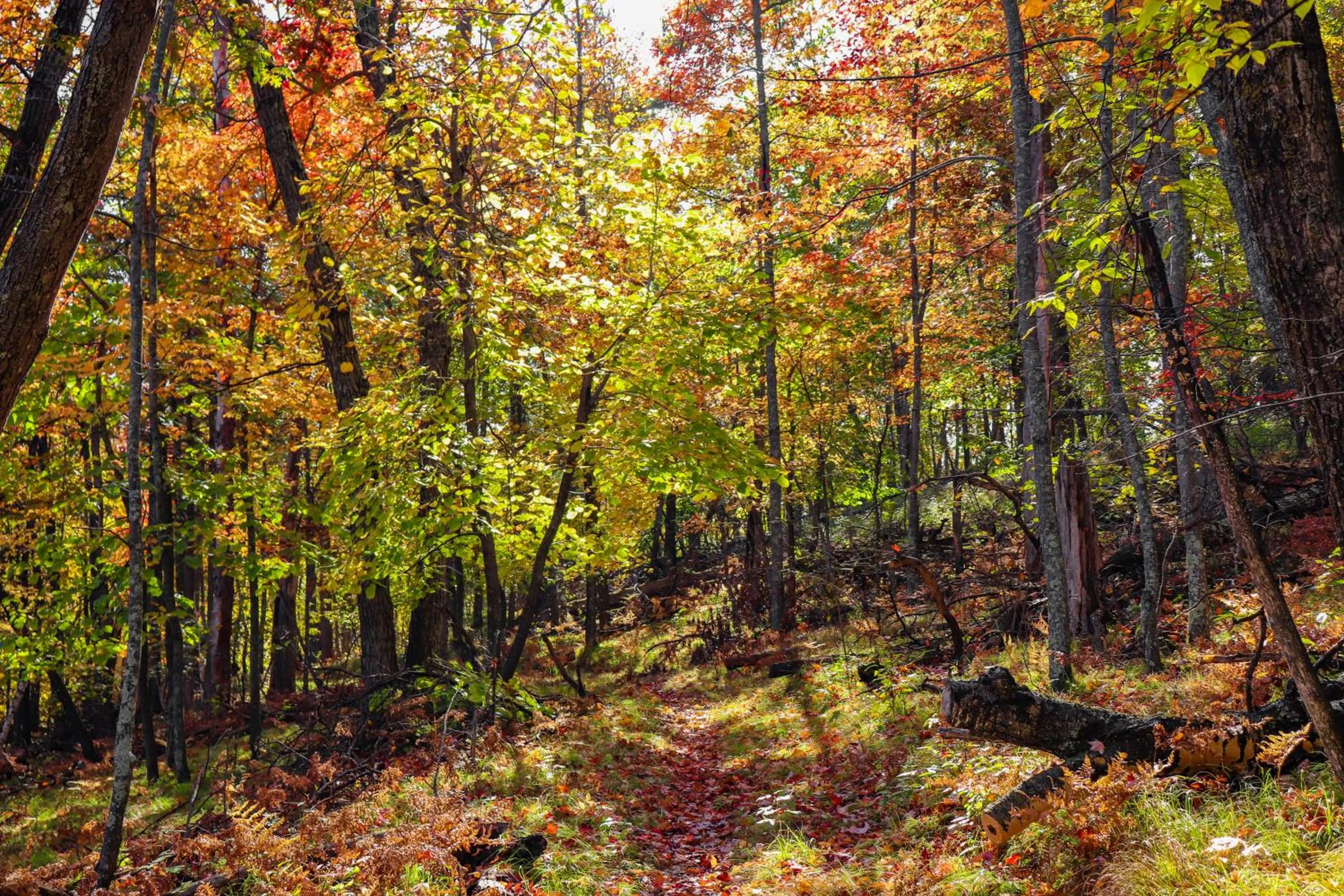 Hiking in Lost Lake Lodge