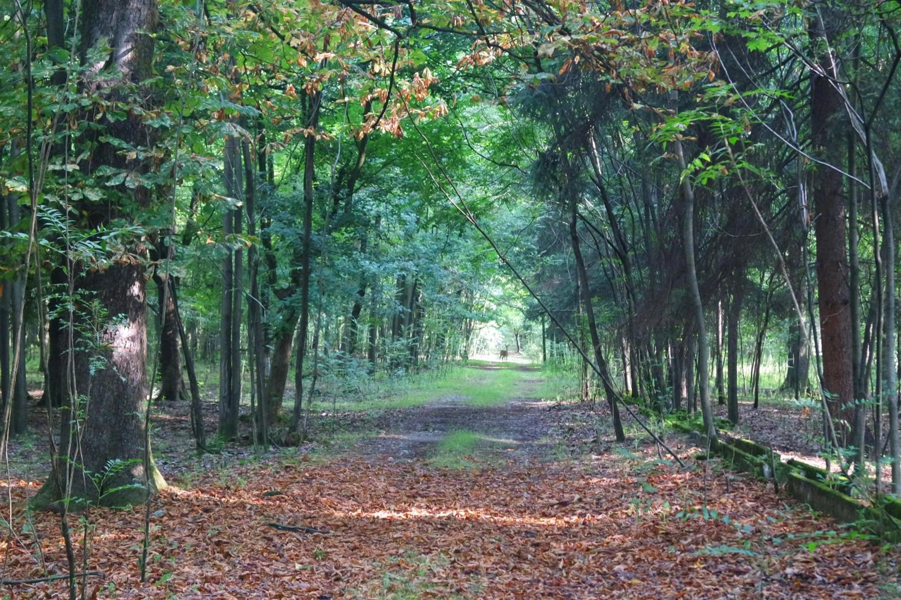 Animals in Country Hotel Castelbarco
