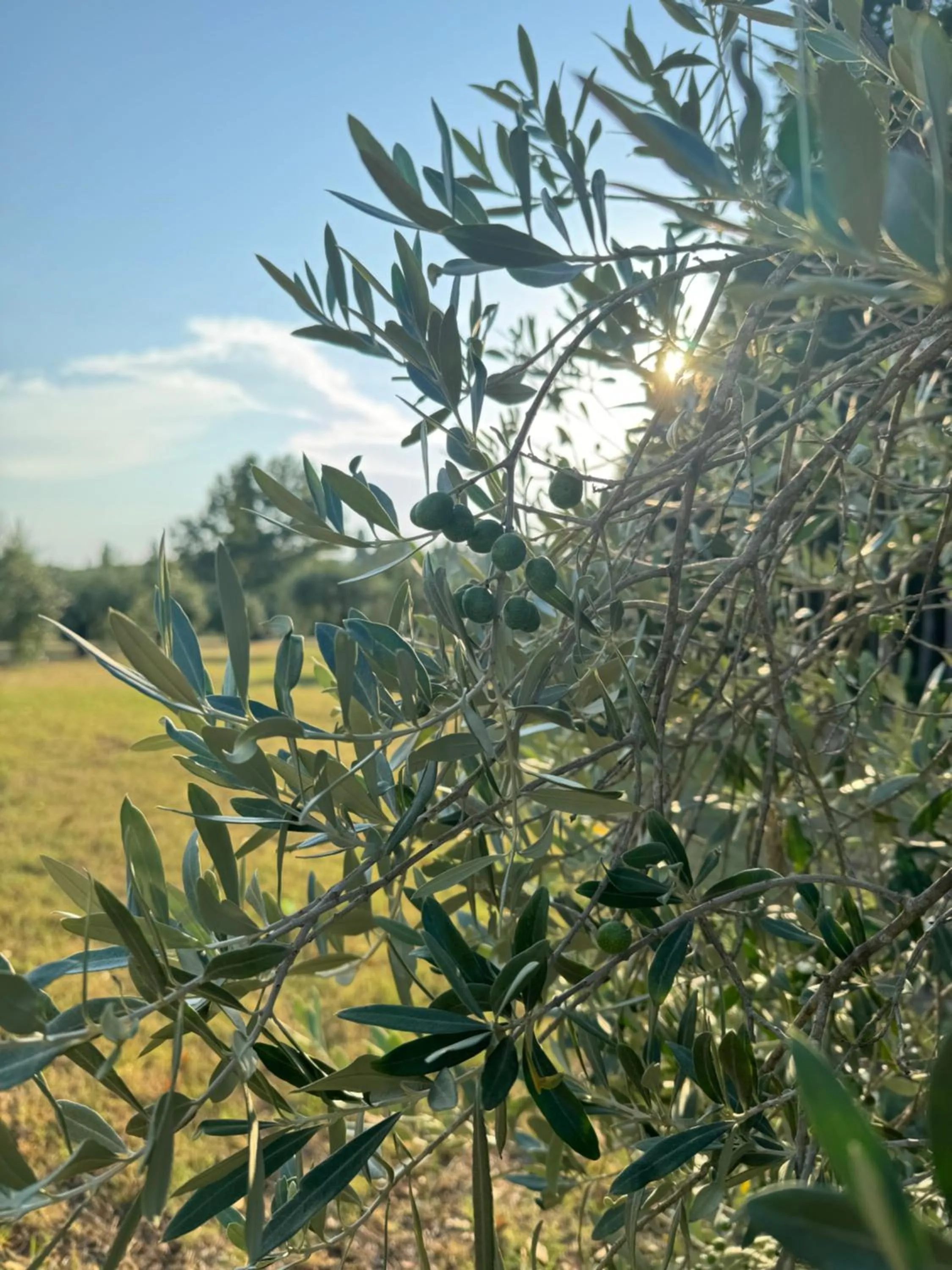 Decorative detail in Villa Castiglione