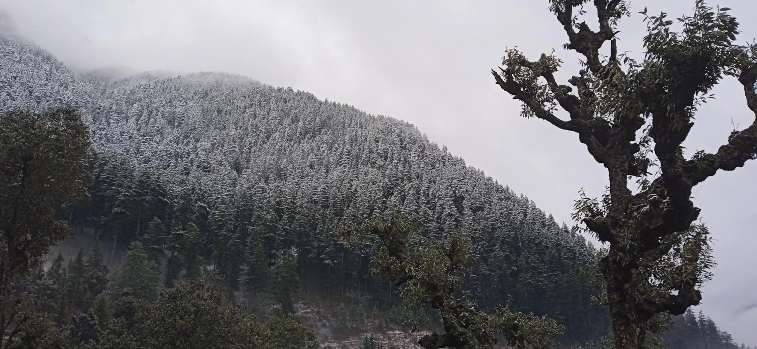 Natural landscape in MOZO Inn&Cafe Jibhi