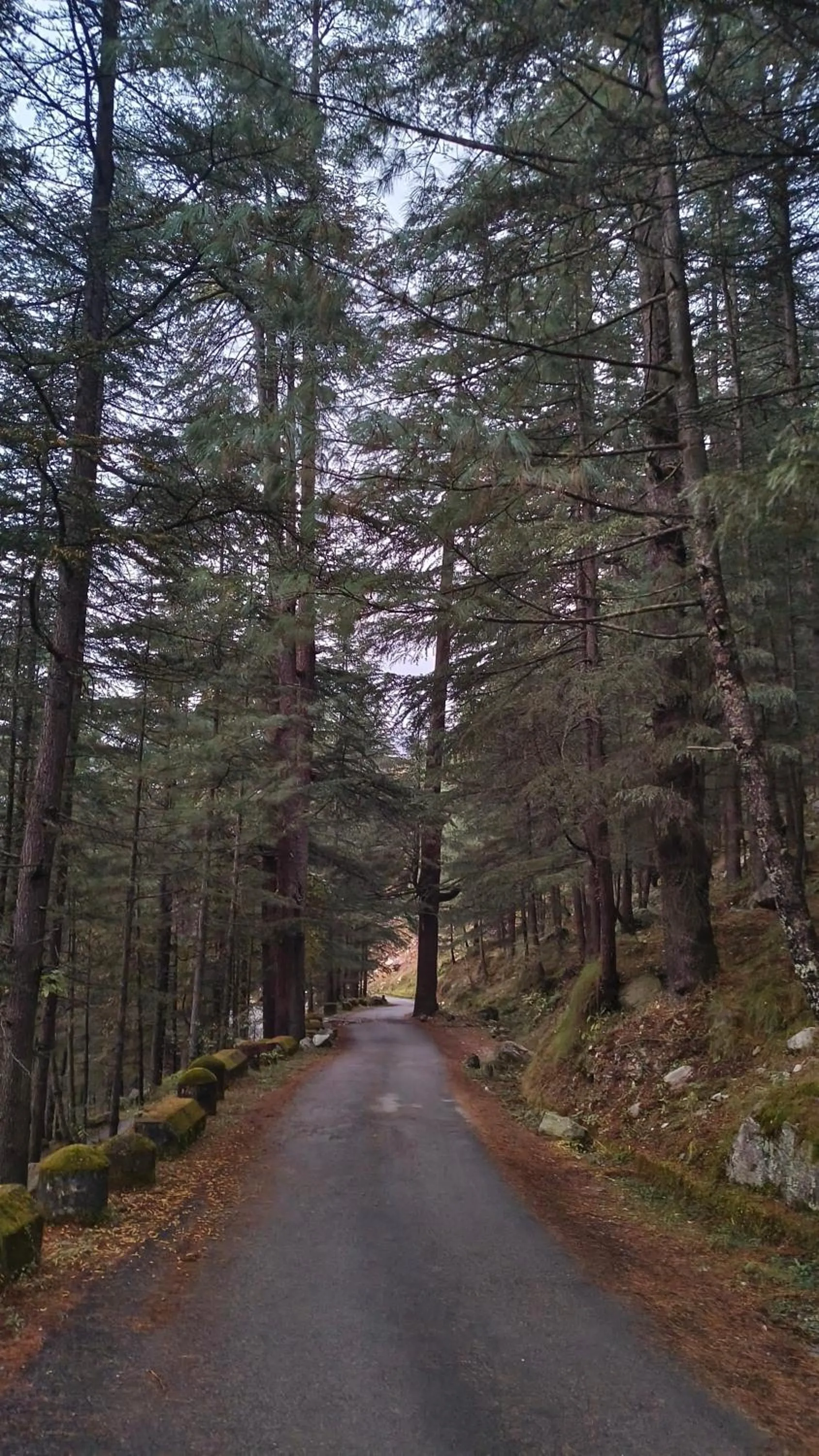 Other in MOZO Inn&Cafe Jibhi