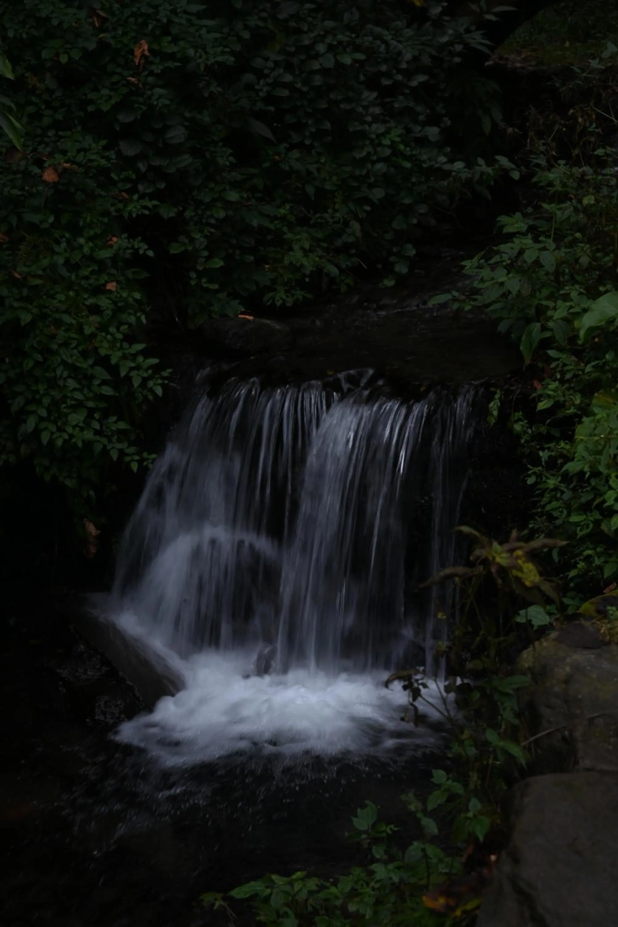Natural landscape in MOZO Inn&Cafe Jibhi
