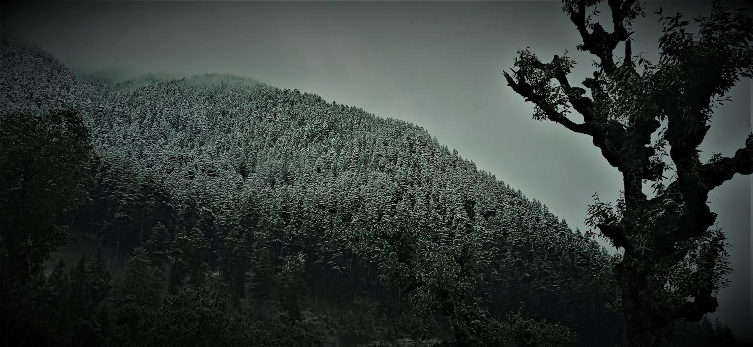 Natural landscape in MOZO Inn&Cafe Jibhi