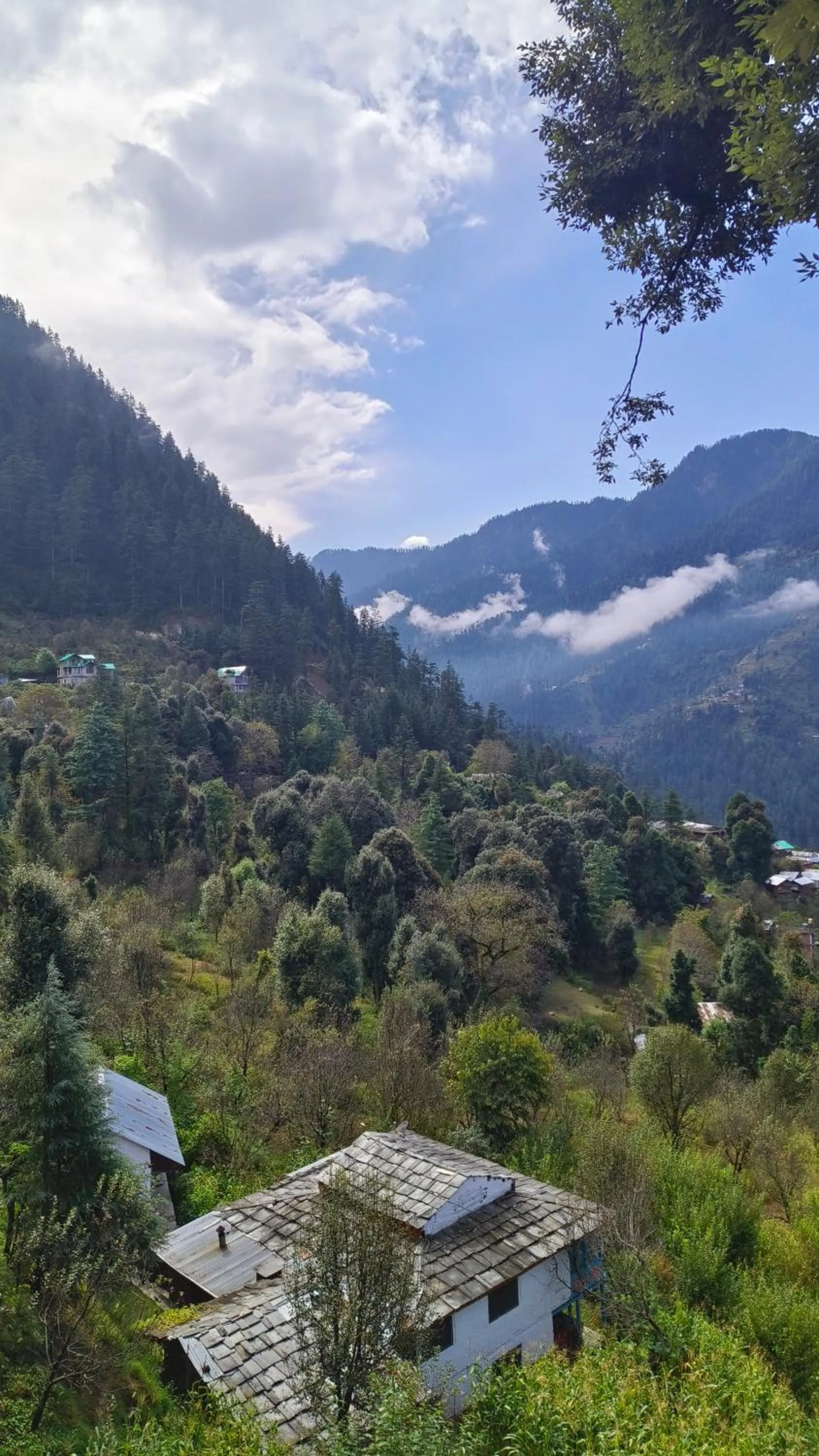 View (from property/room) in MOZO Inn&Cafe Jibhi