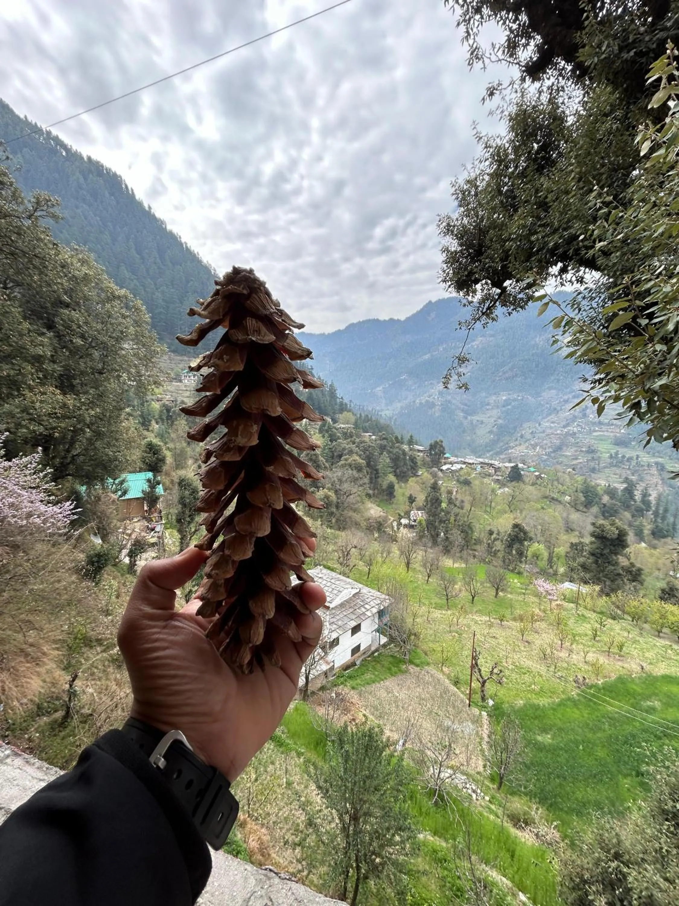 Mountain view in MOZO Inn&Cafe Jibhi