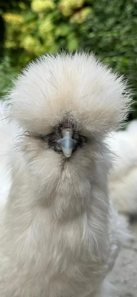 Pets in Pakhuis Bed and Breakfast Unique