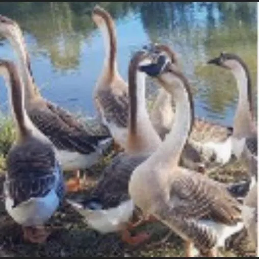 Pets in RECANTO DO SINALEIRO GRAMADO