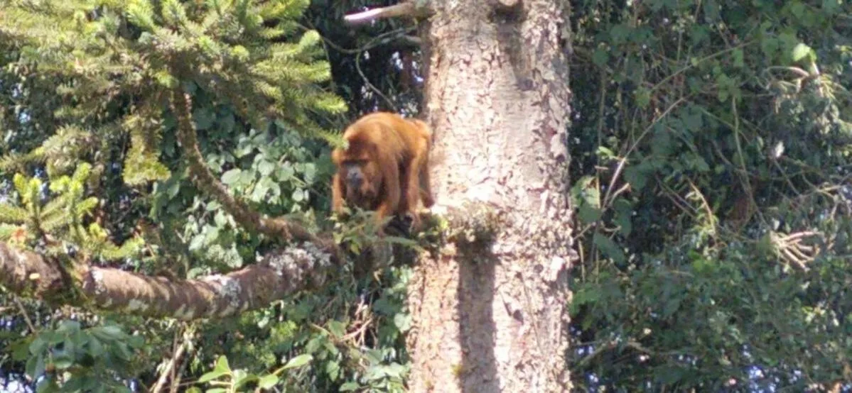 Pets in RECANTO DO SINALEIRO GRAMADO