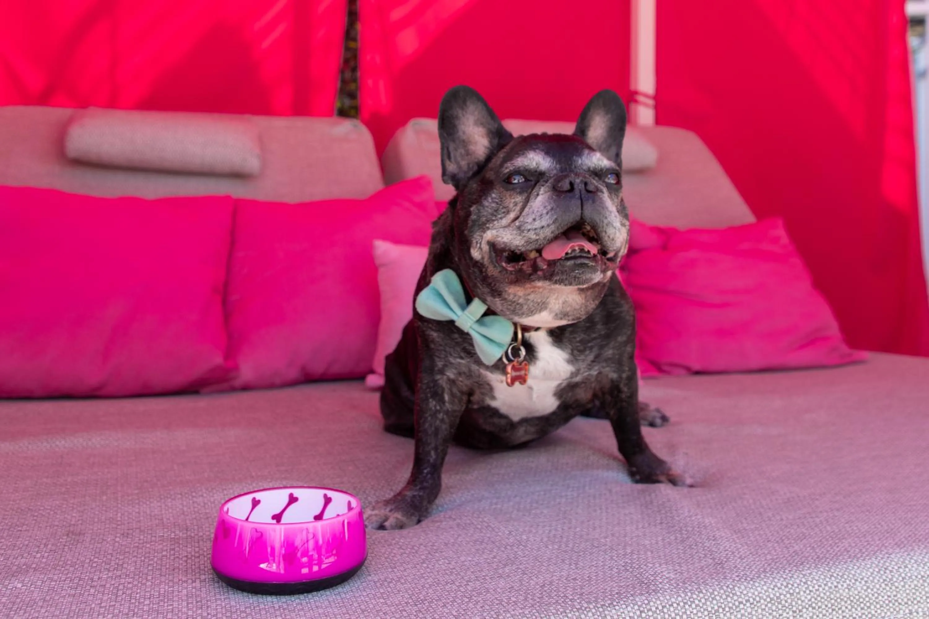 Pets in The Paloma Resort