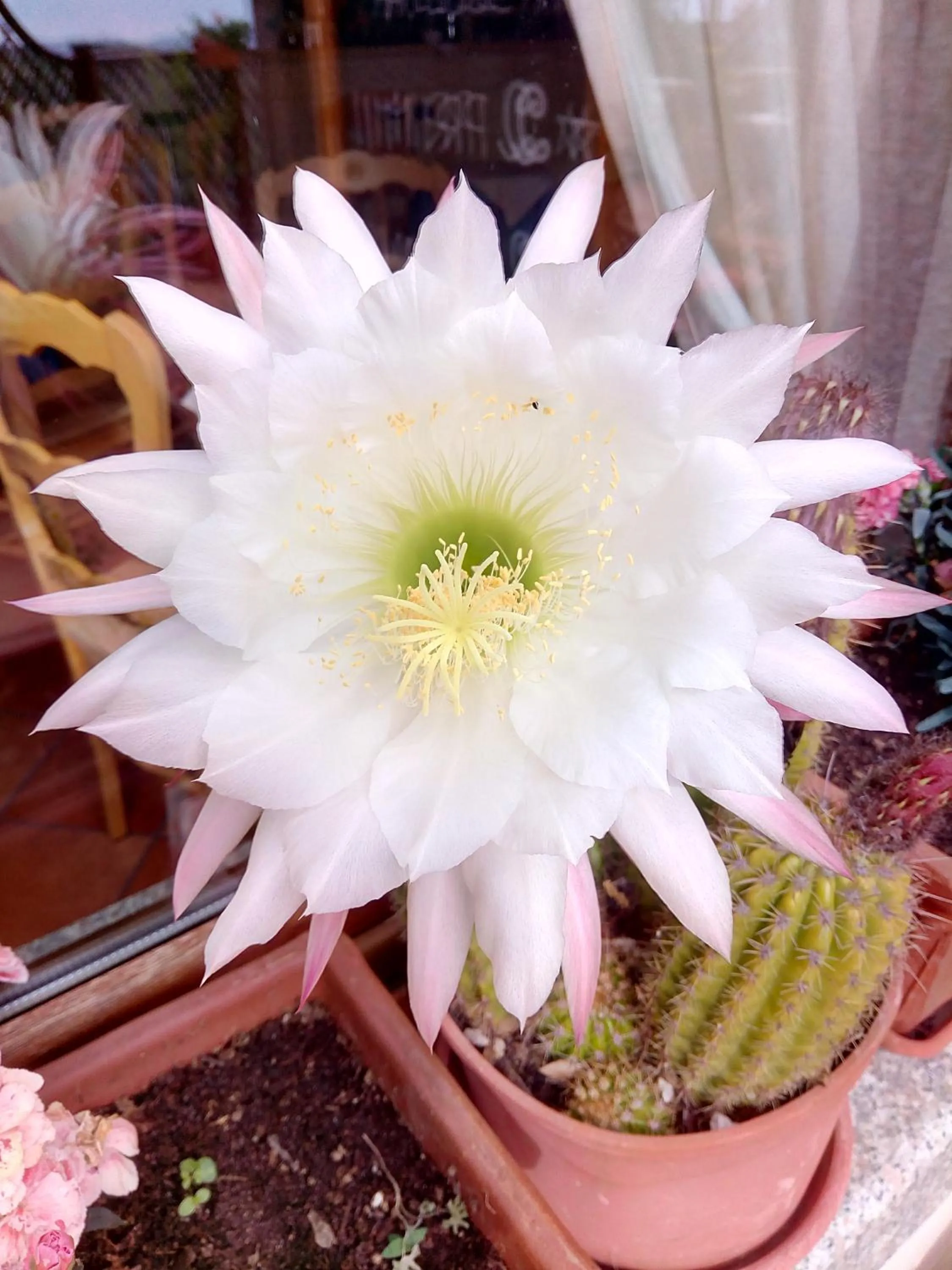 Garden in Hotel San Trano