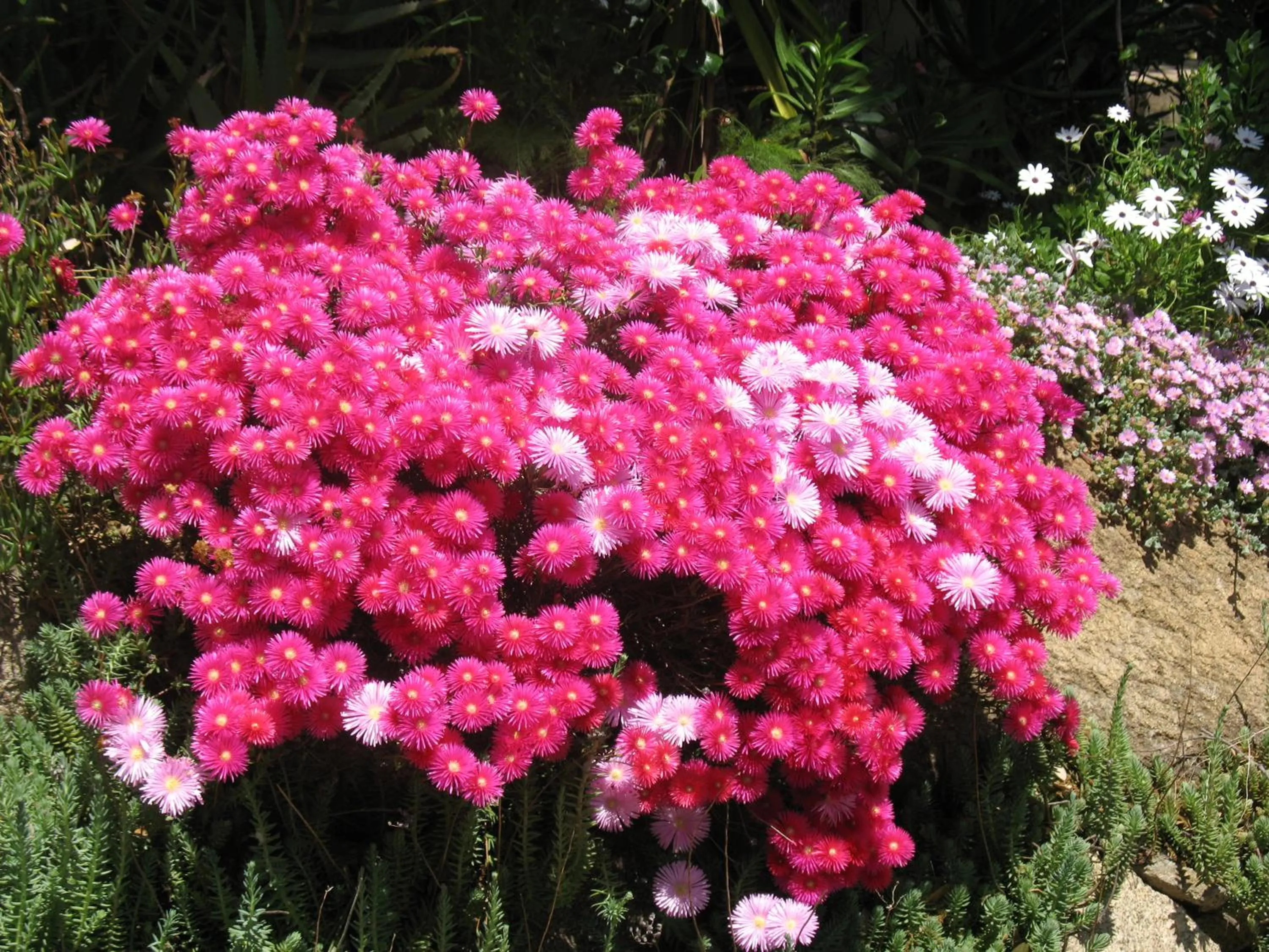 Garden in Hotel San Trano