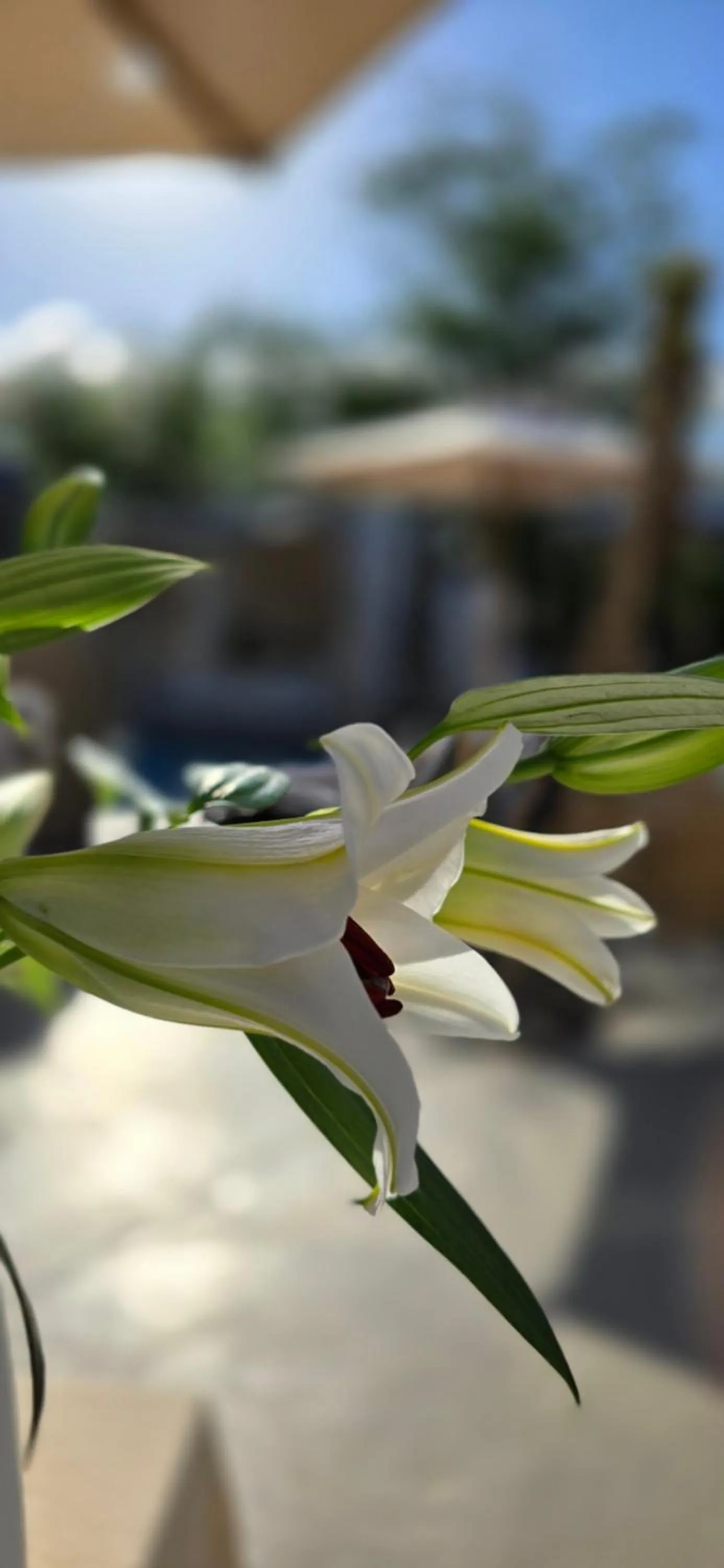 Day in African Flair Boutique Safari Lodge