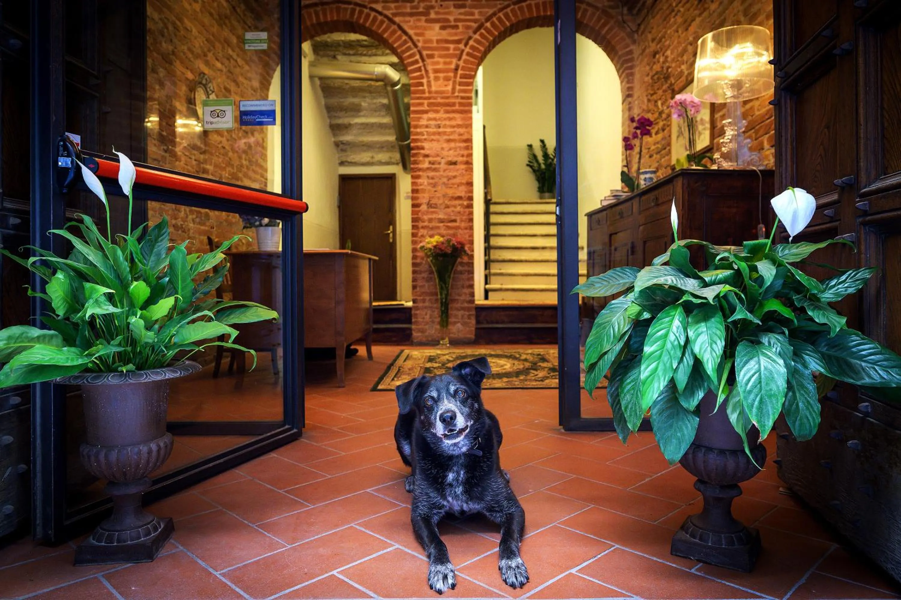 Pets in I Merli di Ada