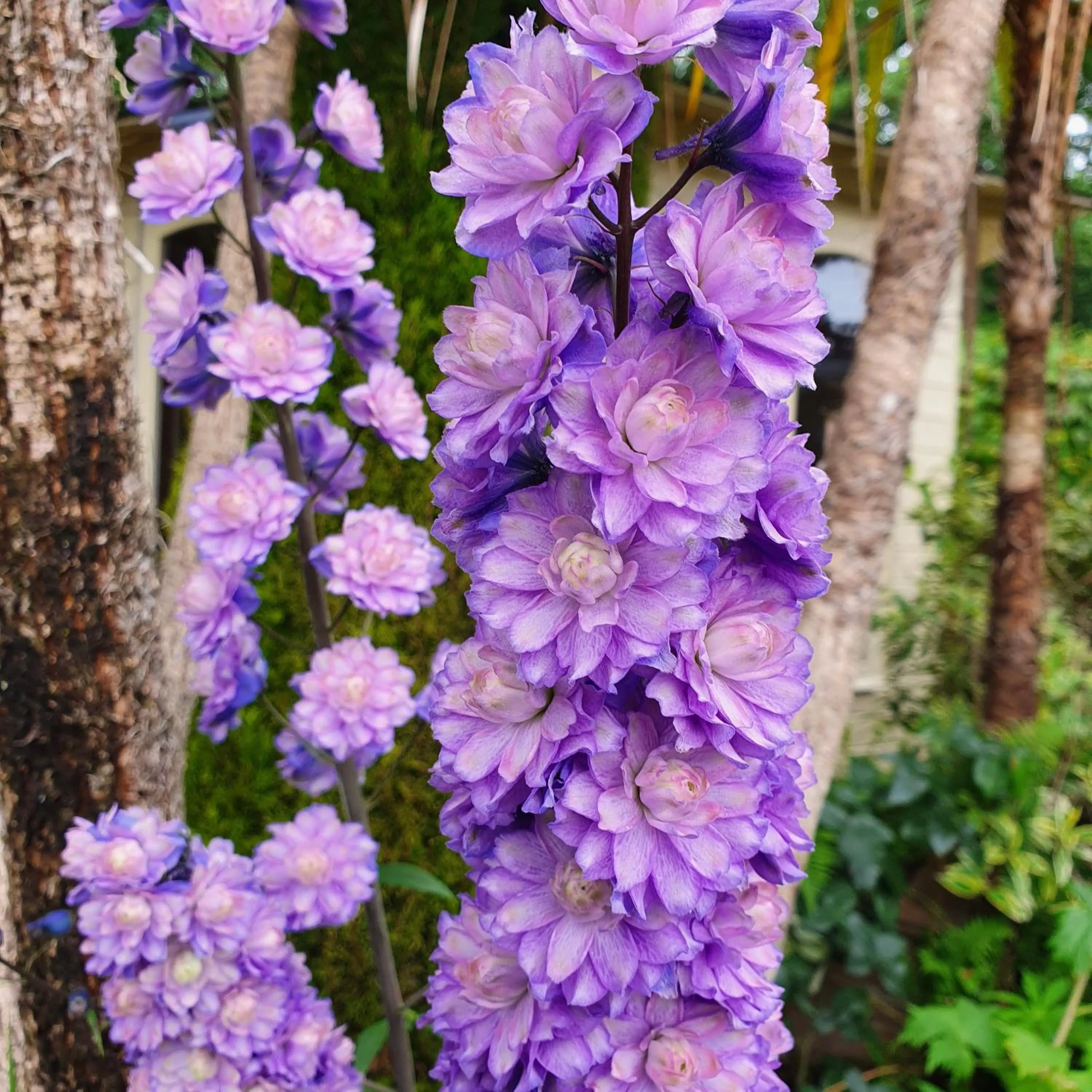 Garden in Eden's Rest Bed and Breakfast