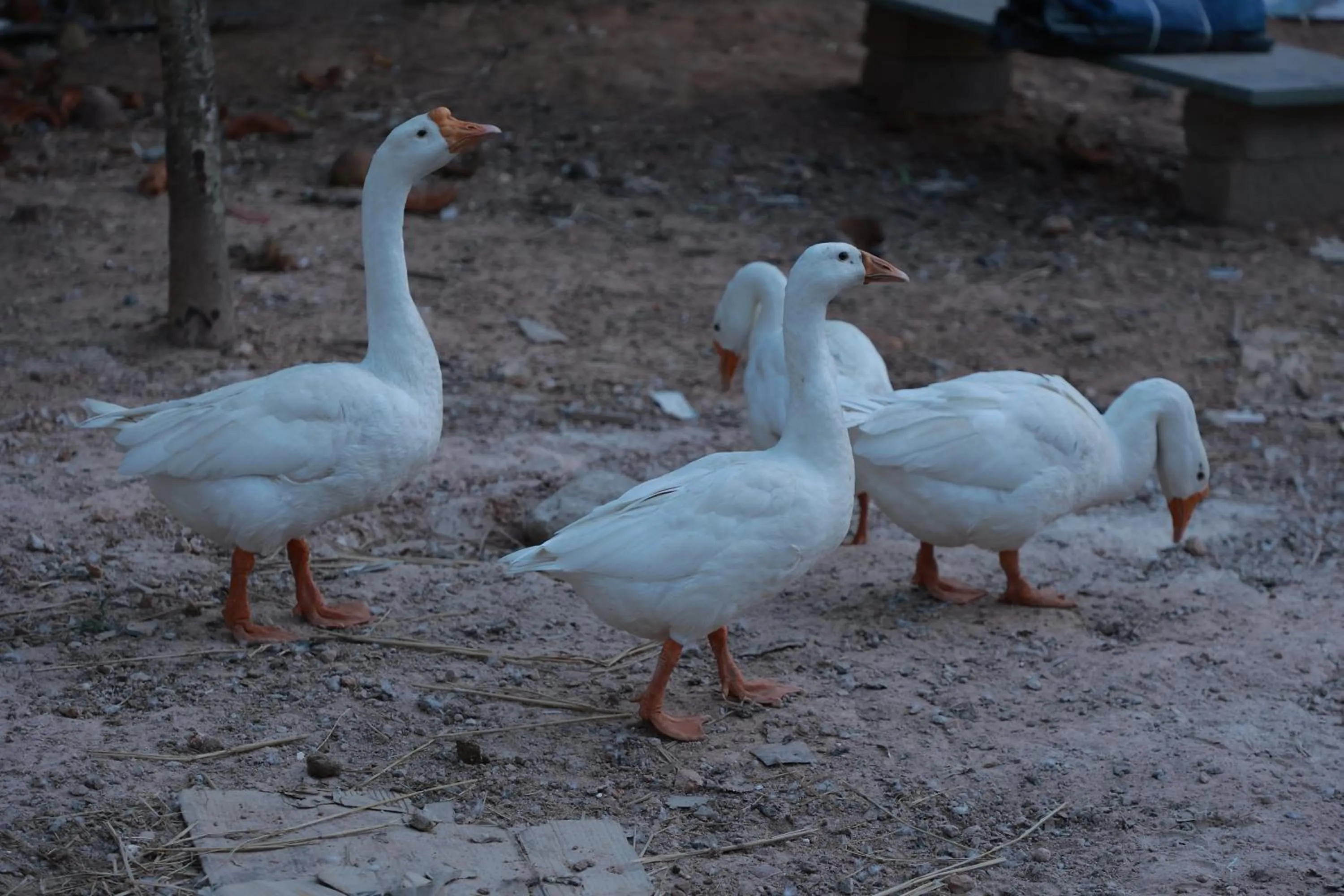 Property building in Delano Residency