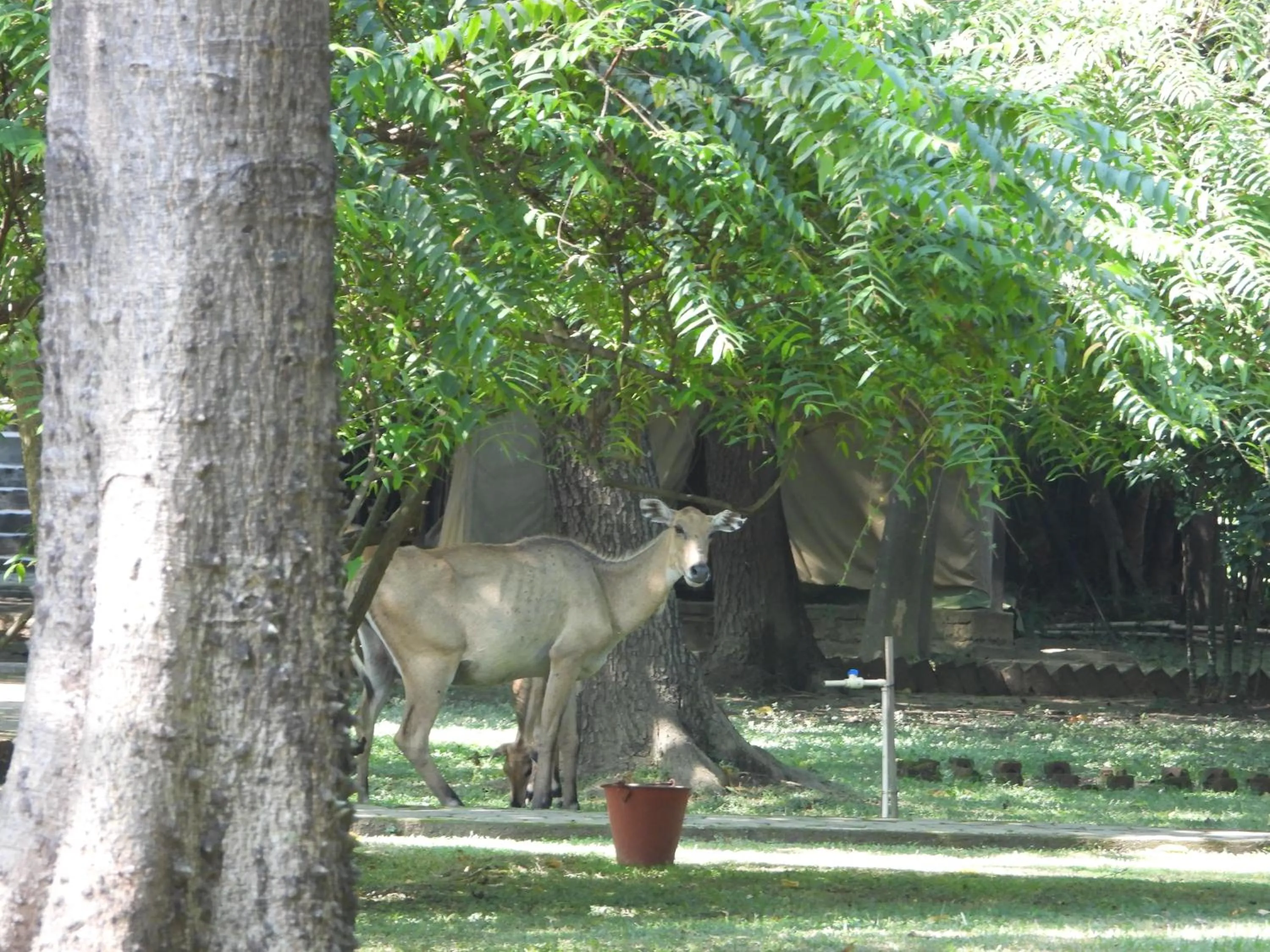 Animals in Lumbini Buddha Garden Resort