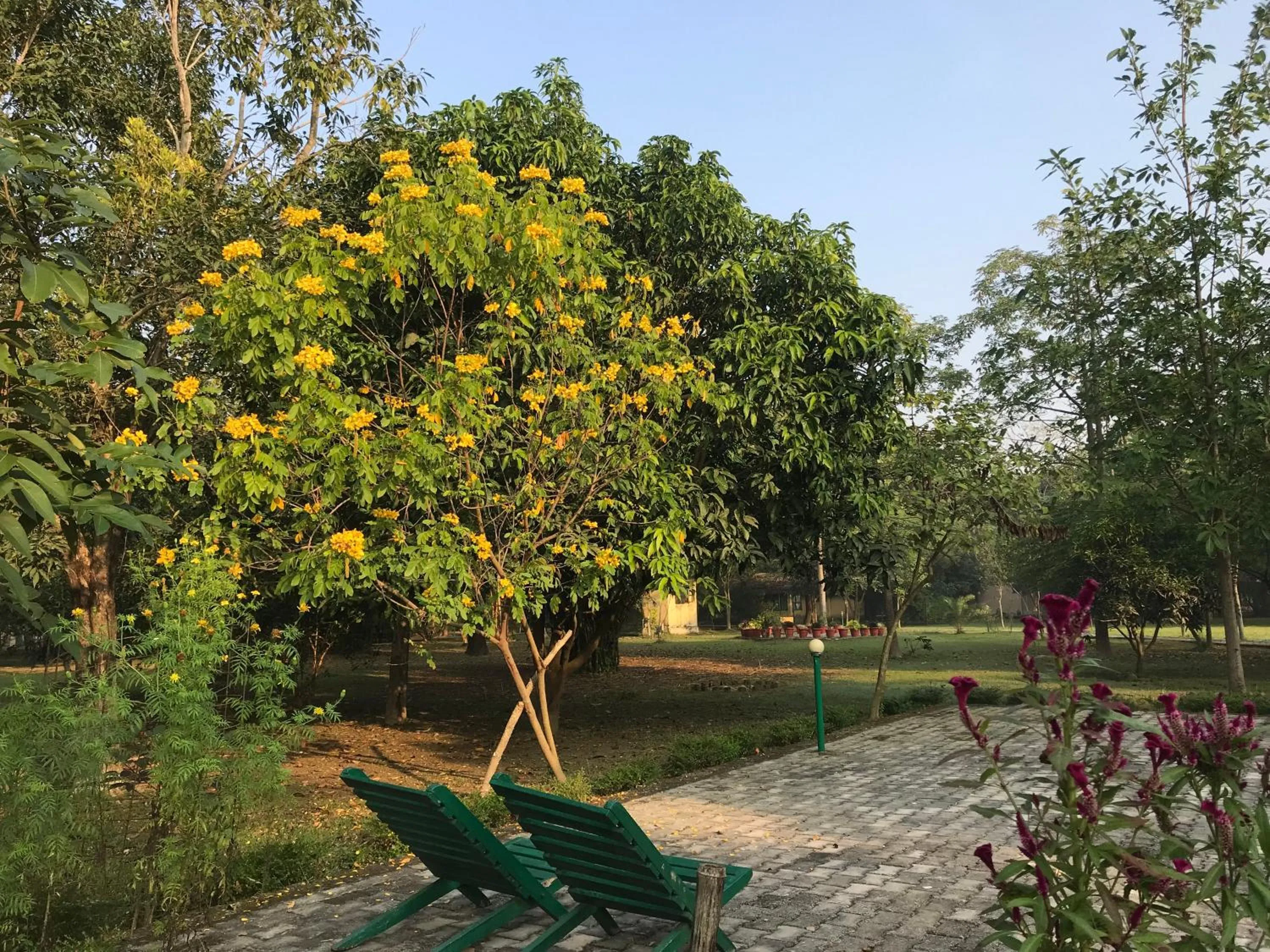 Garden in Lumbini Buddha Garden Resort