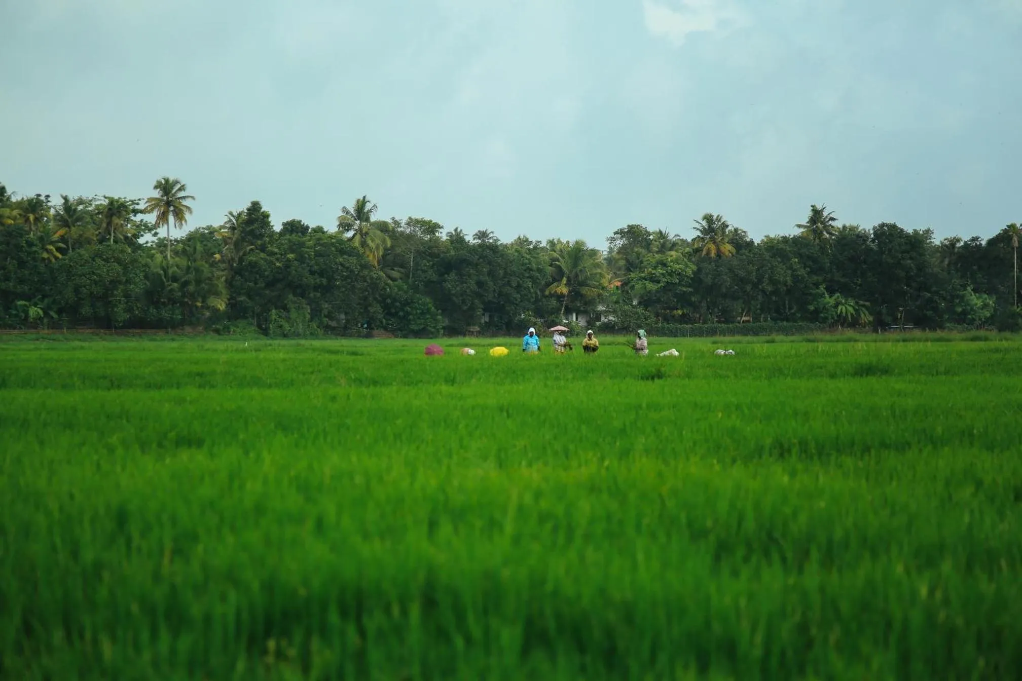 Landmark view in Palmgrove Lake Resort