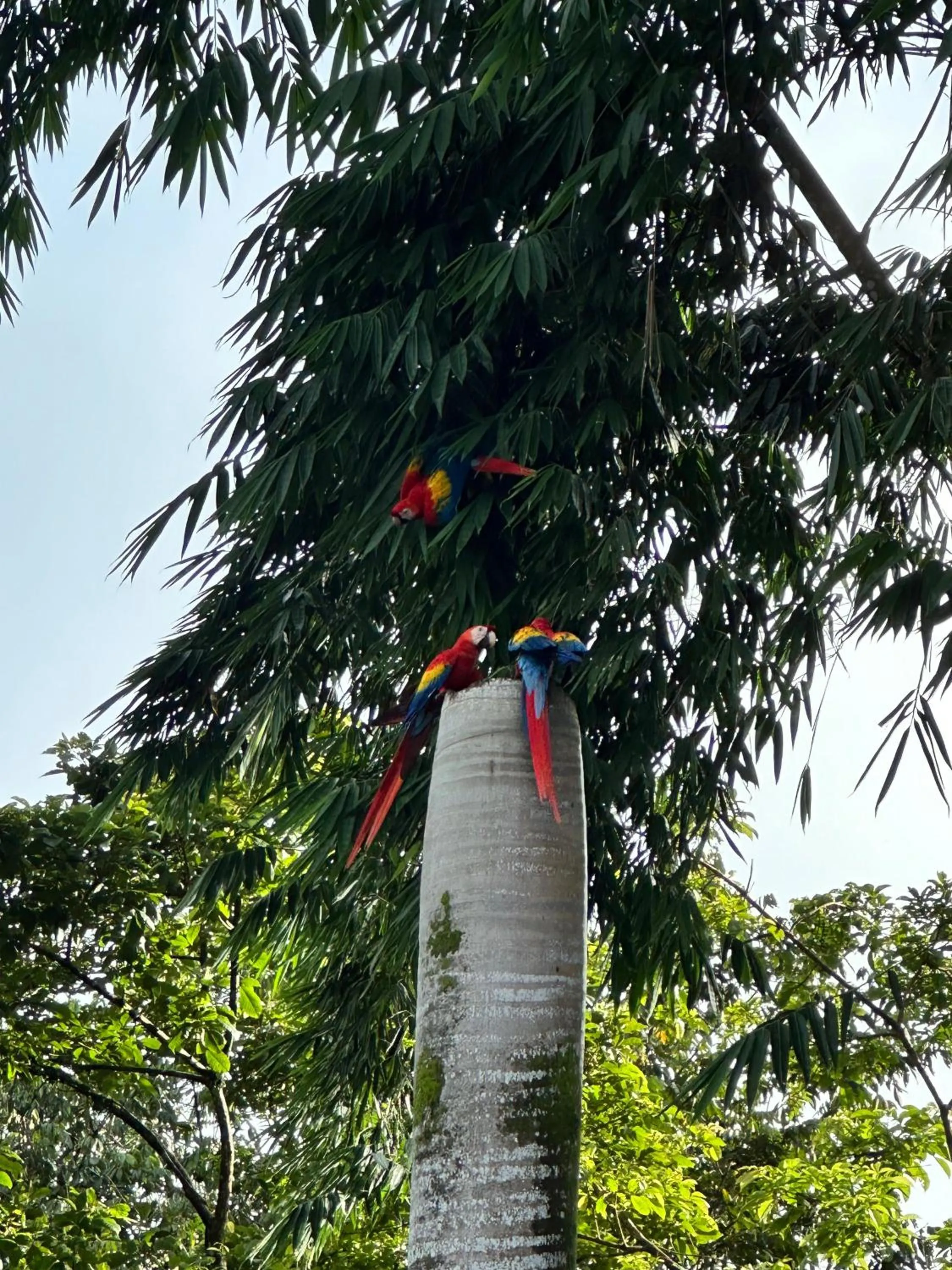Swimming pool in Hospedaje Colibri