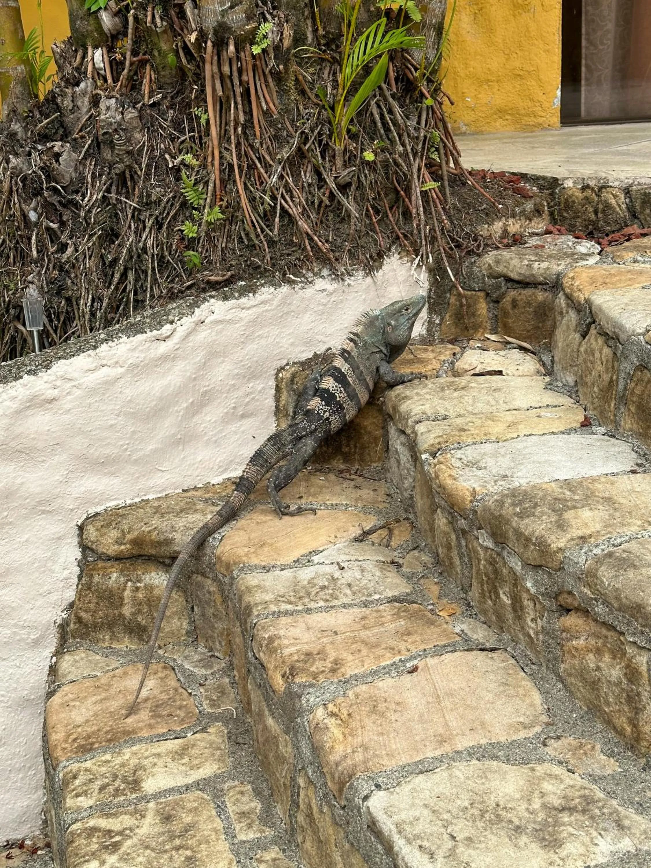 Day in Hospedaje Colibri