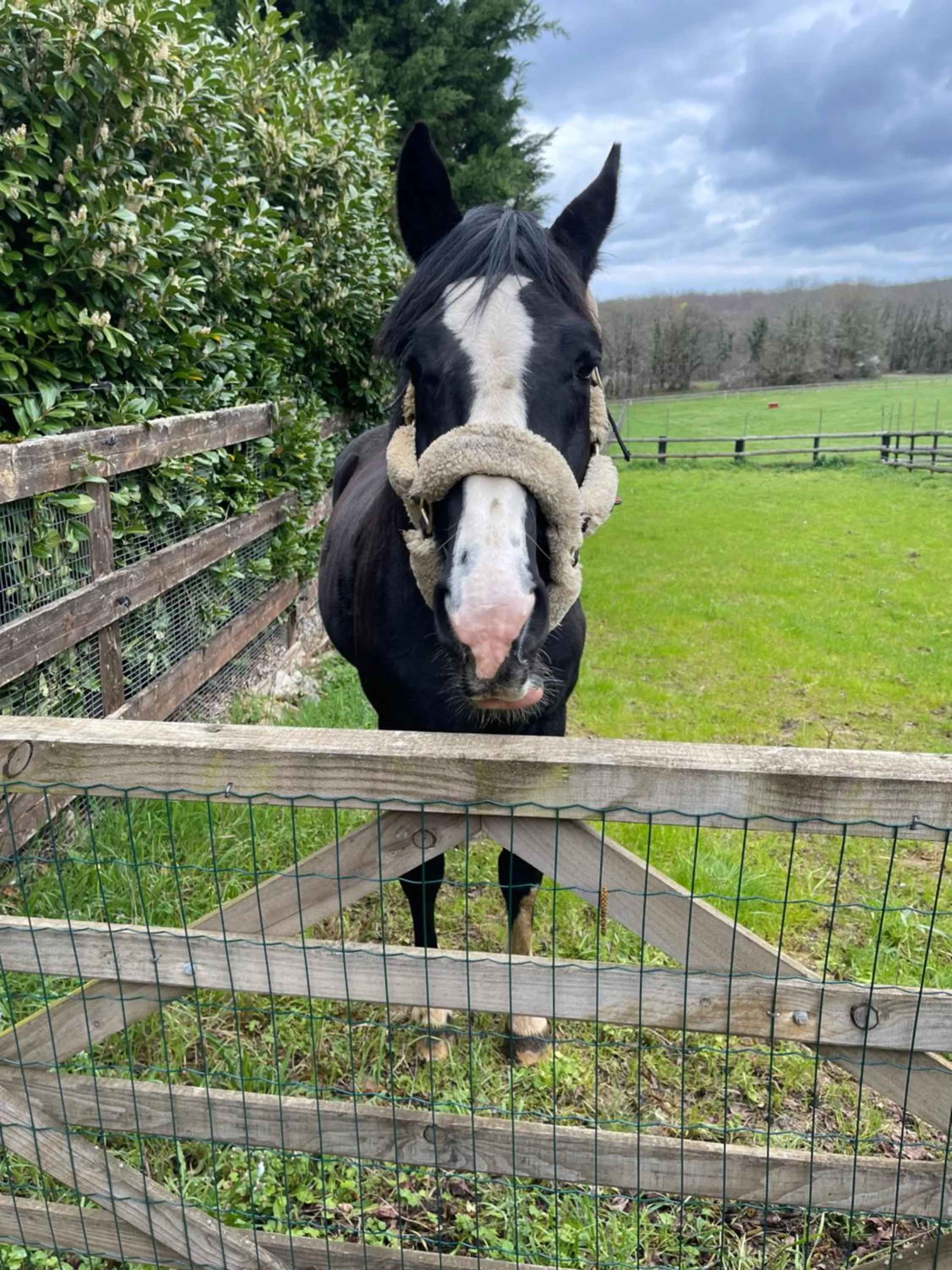 Animals in Les Grozilles