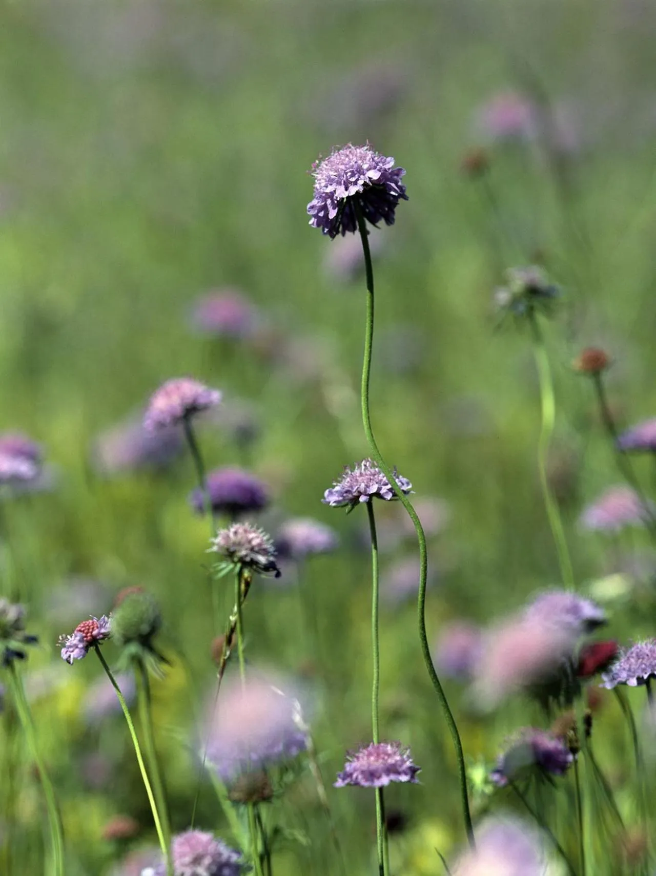 Natural landscape in Hotel Carlone