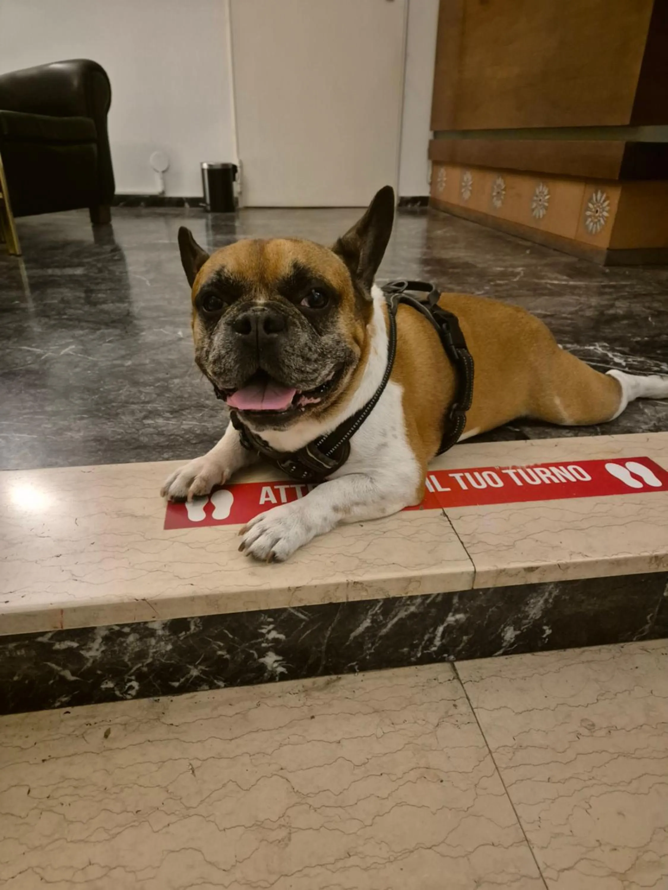 Pets in Hotel Helvetia