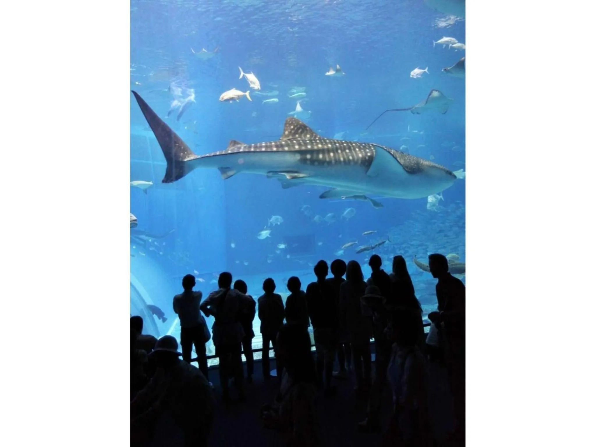 HOTEL StoRK Naha Shintoshin - Vacation STAY 27638v