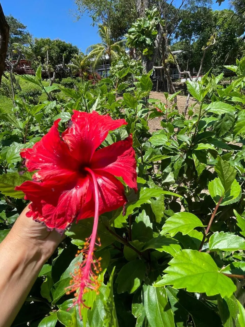 Property building in Hotel and Dive Center Roatan Yacht Club