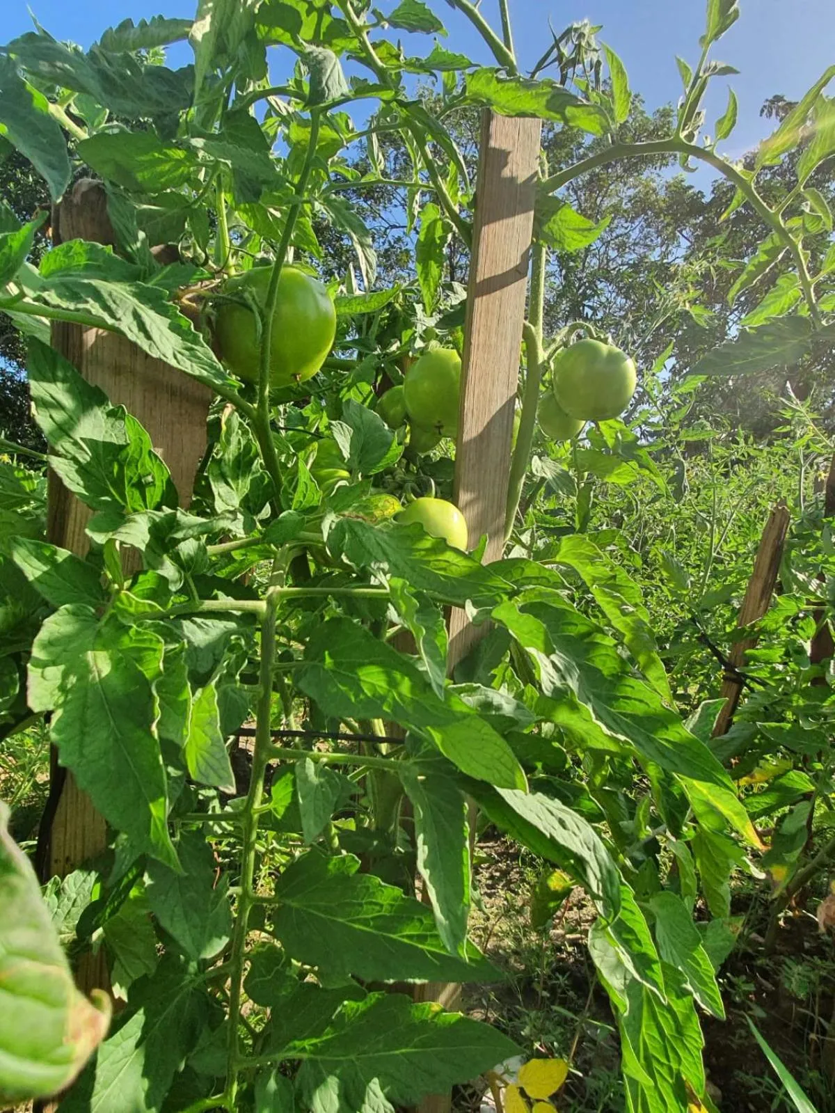Property building in Hotel and Dive Center Roatan Yacht Club