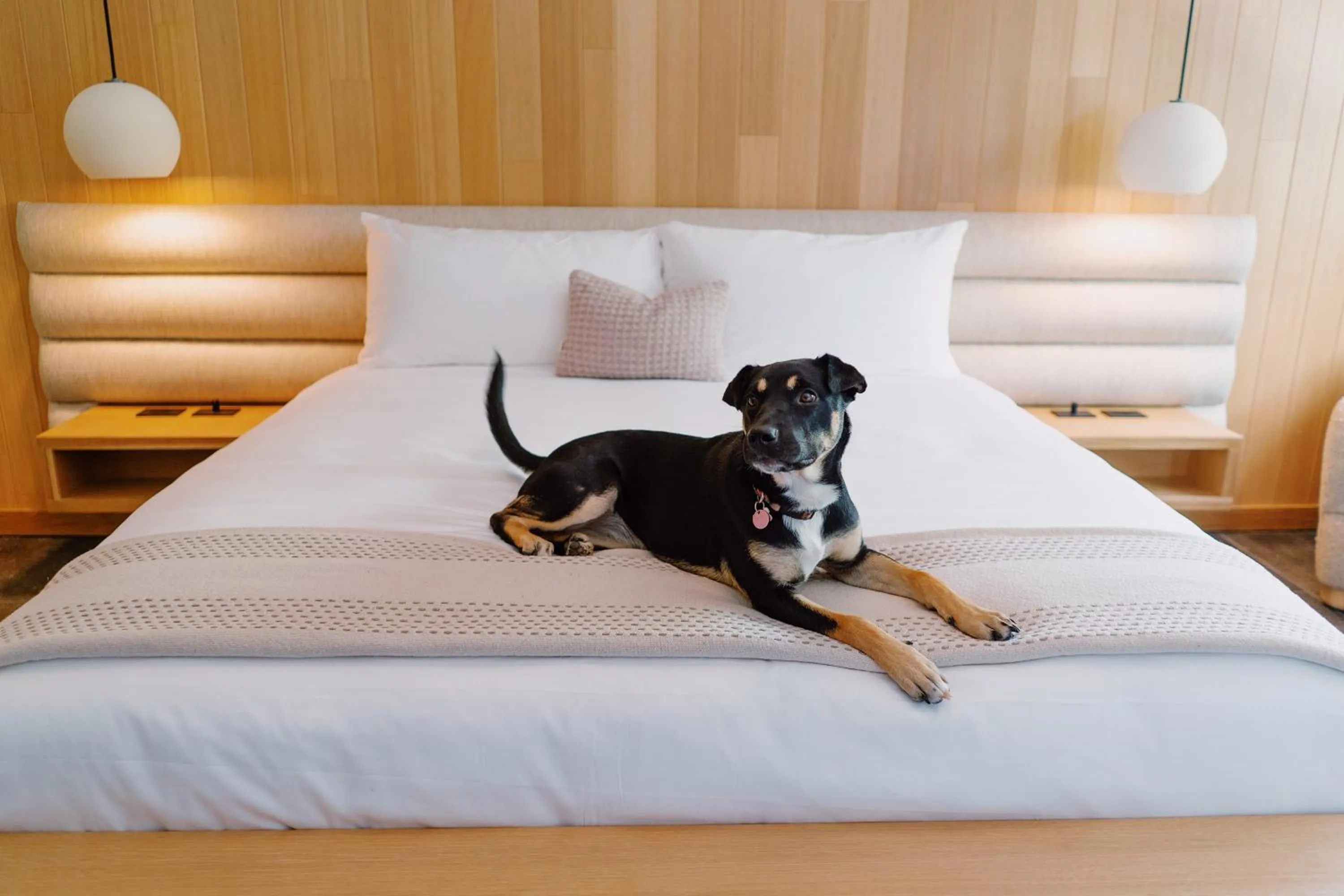 Pets, Bed in Azure Sky Hotel - Adults Only