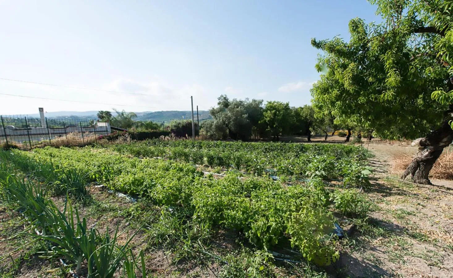 Garden in Hotel Villa Favorita