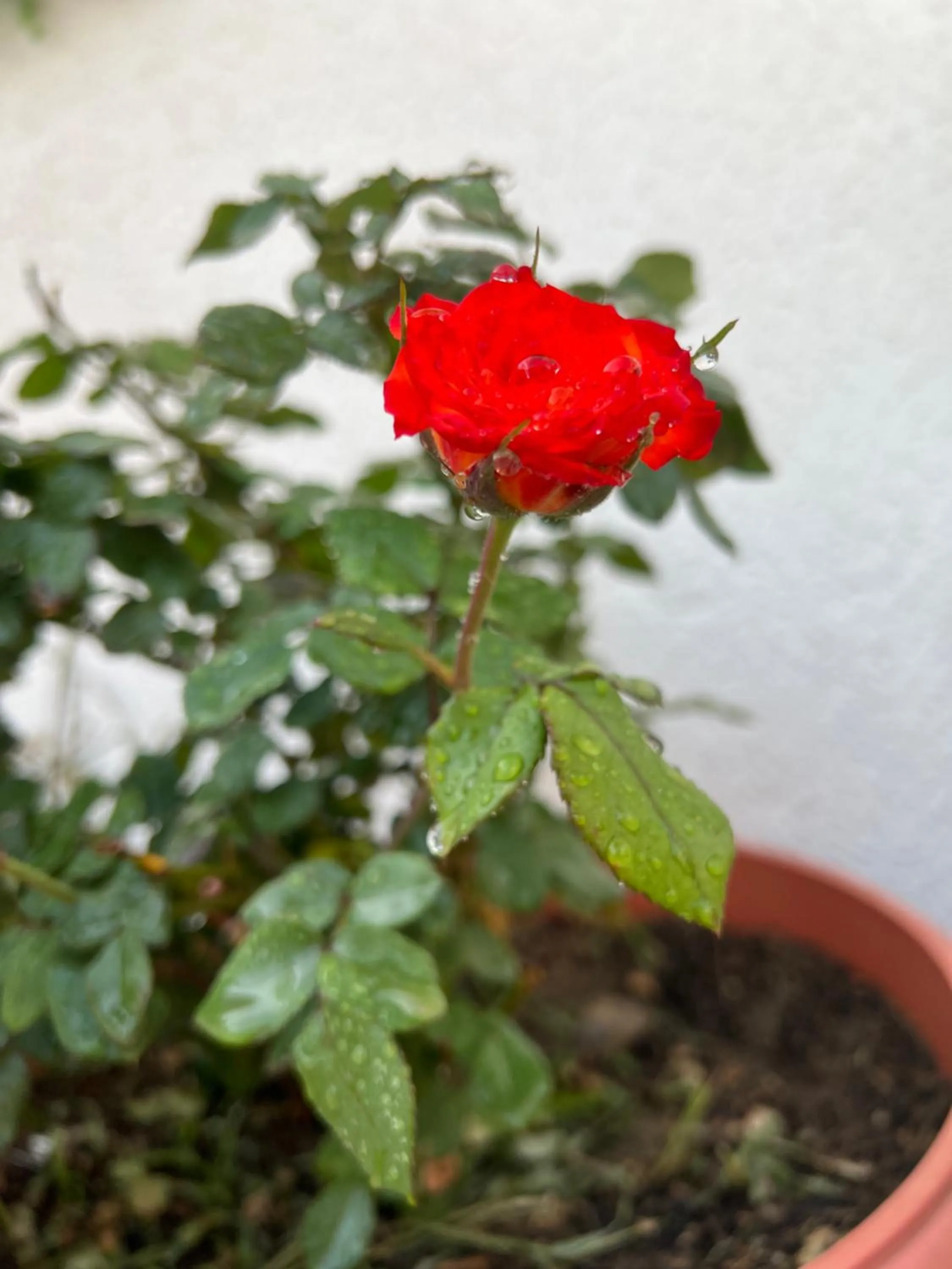 Pyramids top success result