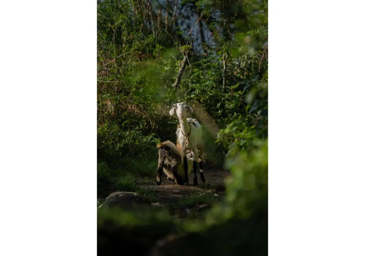 Animals in Chandys Drizzle Drops - Munnar Top Station