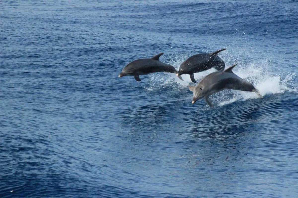 Location in Flisvos Hotel