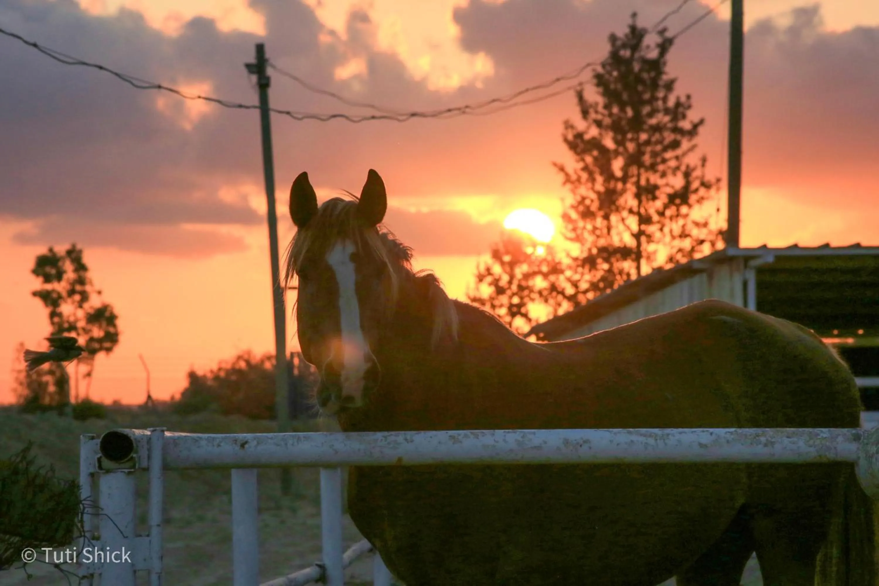 Animals in Mandara - Country Lodging
